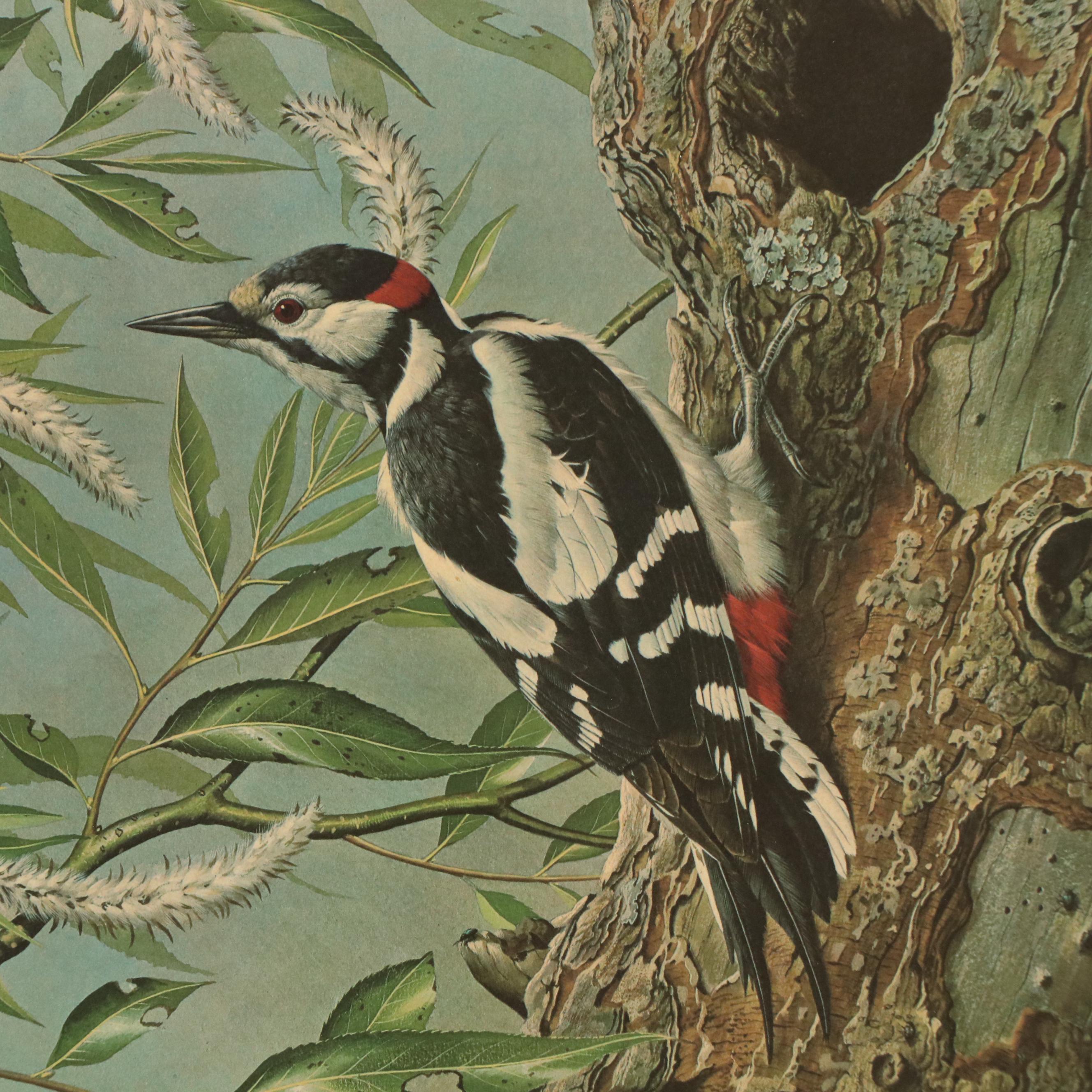 After Basil Ede Offset Lithograph "Great Spotted Woodpeckers," Circa 1969