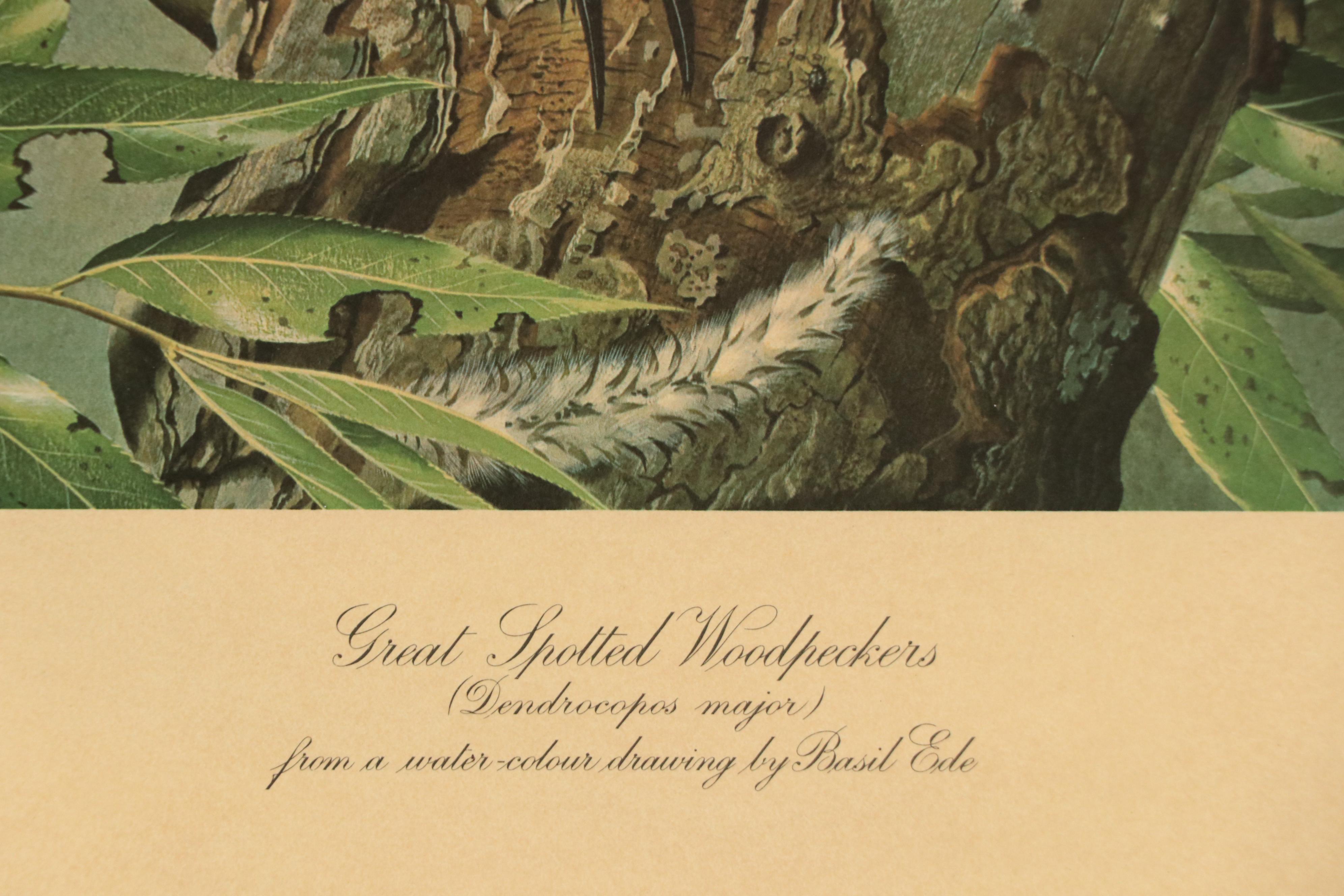After Basil Ede Offset Lithograph "Great Spotted Woodpeckers," Circa 1969