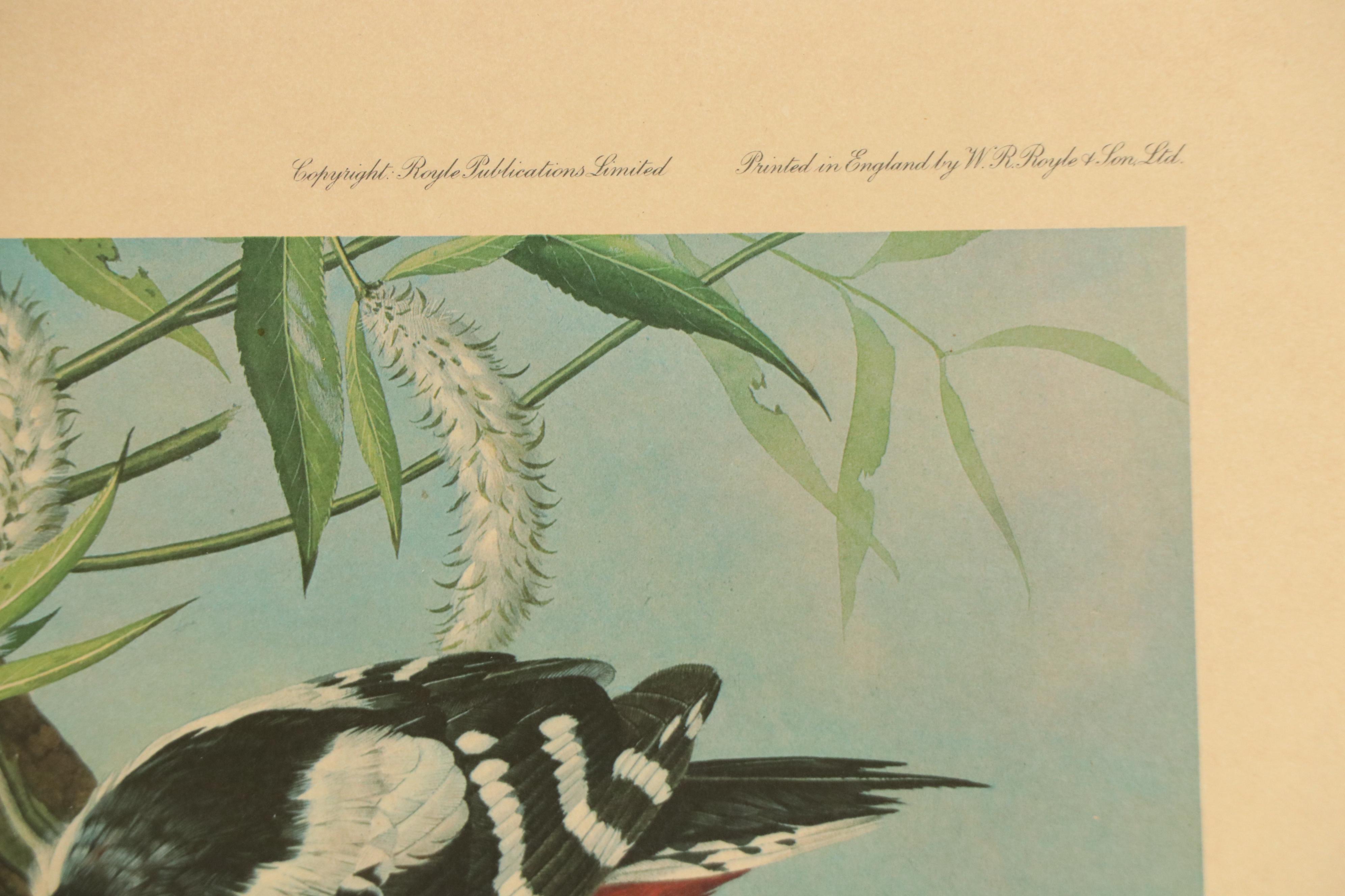 After Basil Ede Offset Lithograph "Great Spotted Woodpeckers," Circa 1969