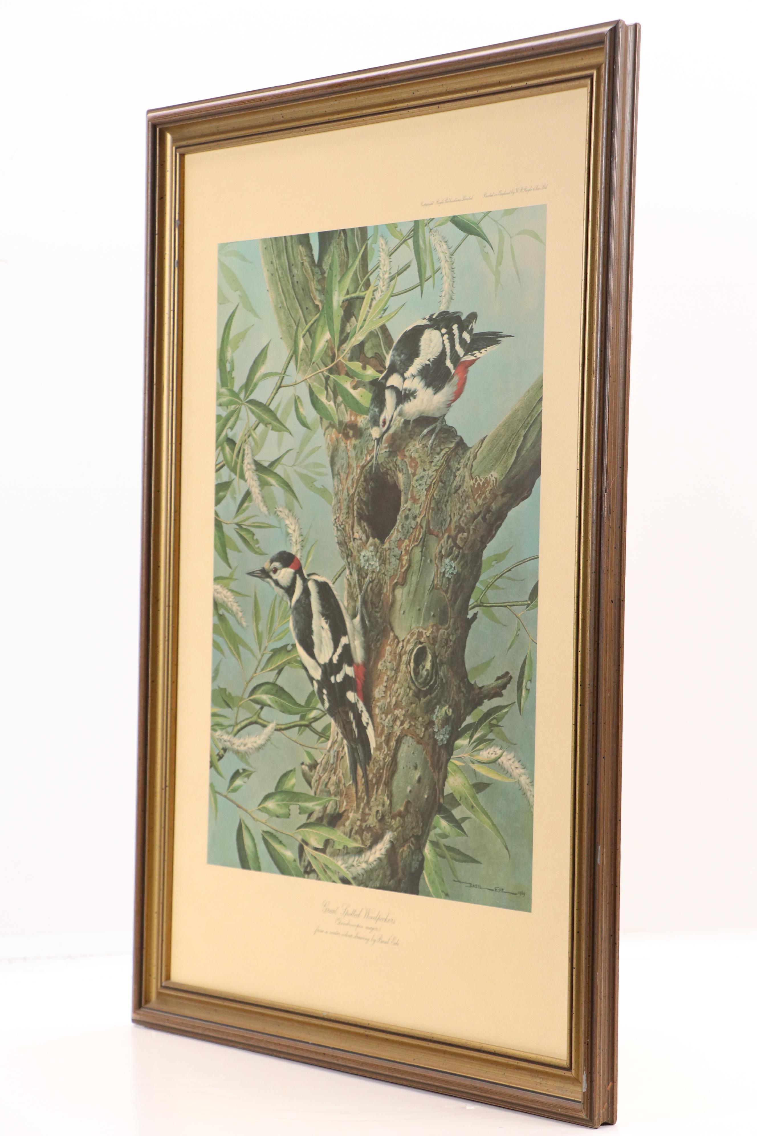 After Basil Ede Offset Lithograph "Great Spotted Woodpeckers," Circa 1969