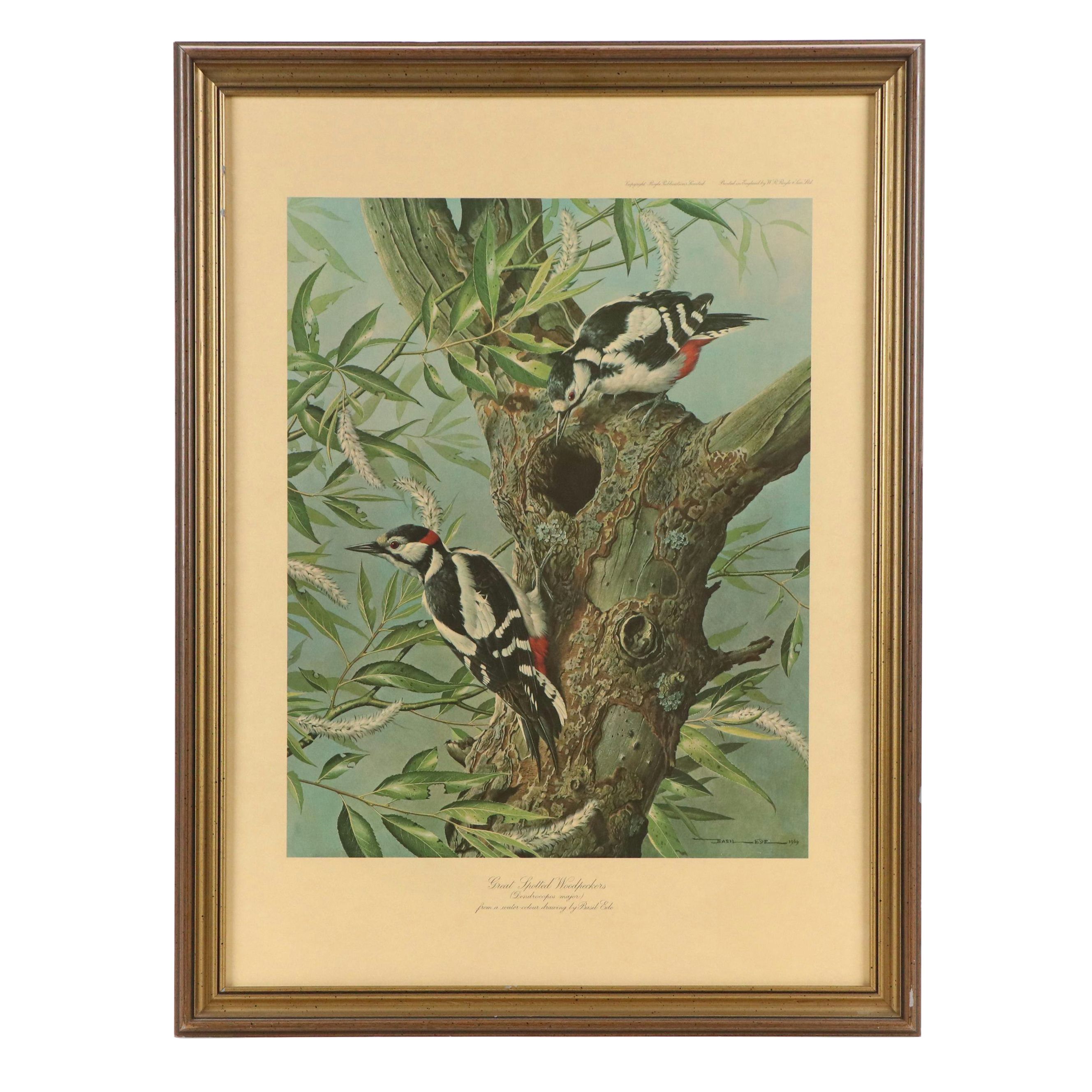 After Basil Ede Offset Lithograph "Great Spotted Woodpeckers," Circa 1969
