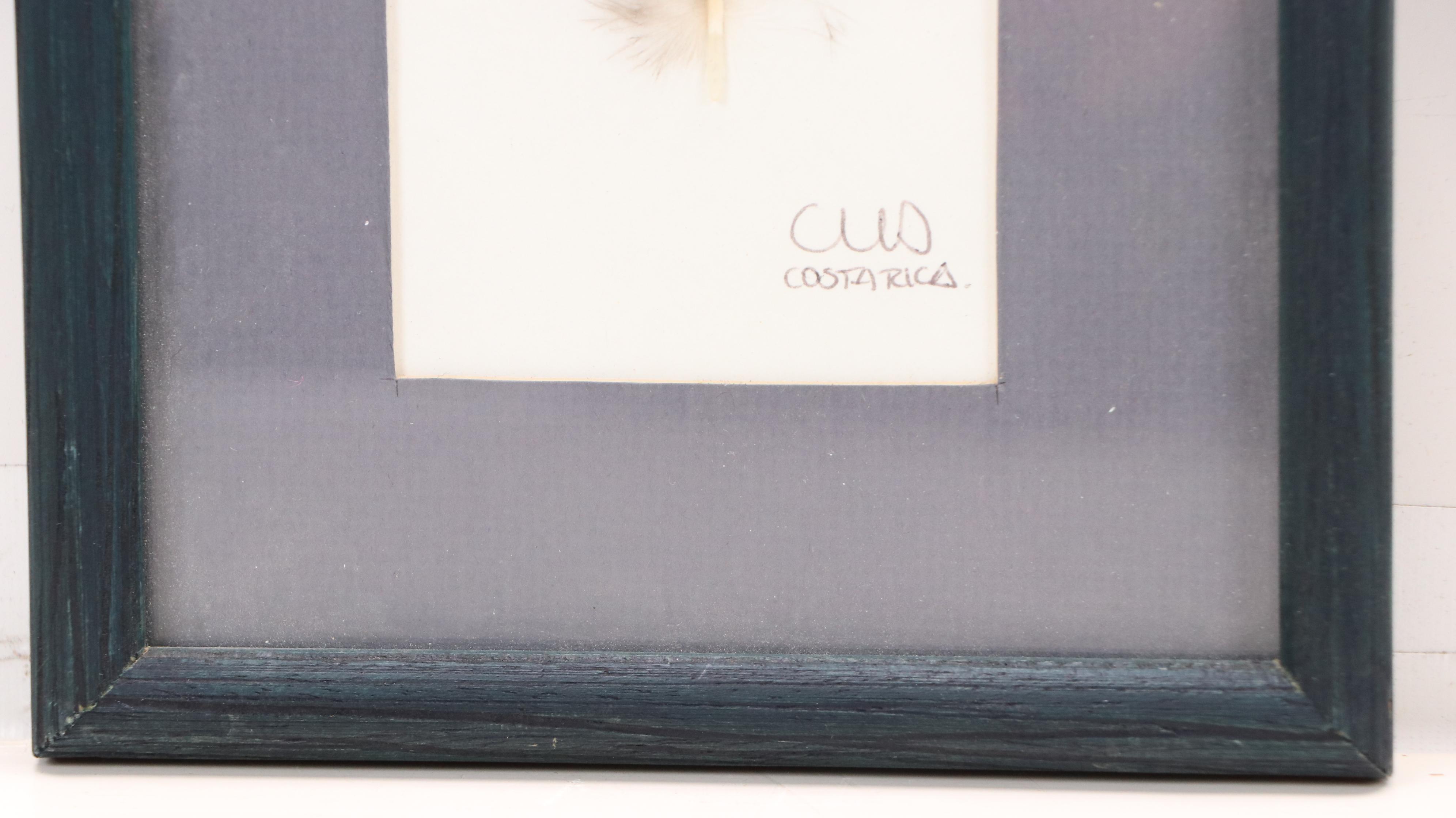 Costa Rican Acrylic on Feather Paintings of Birds and Butterflies