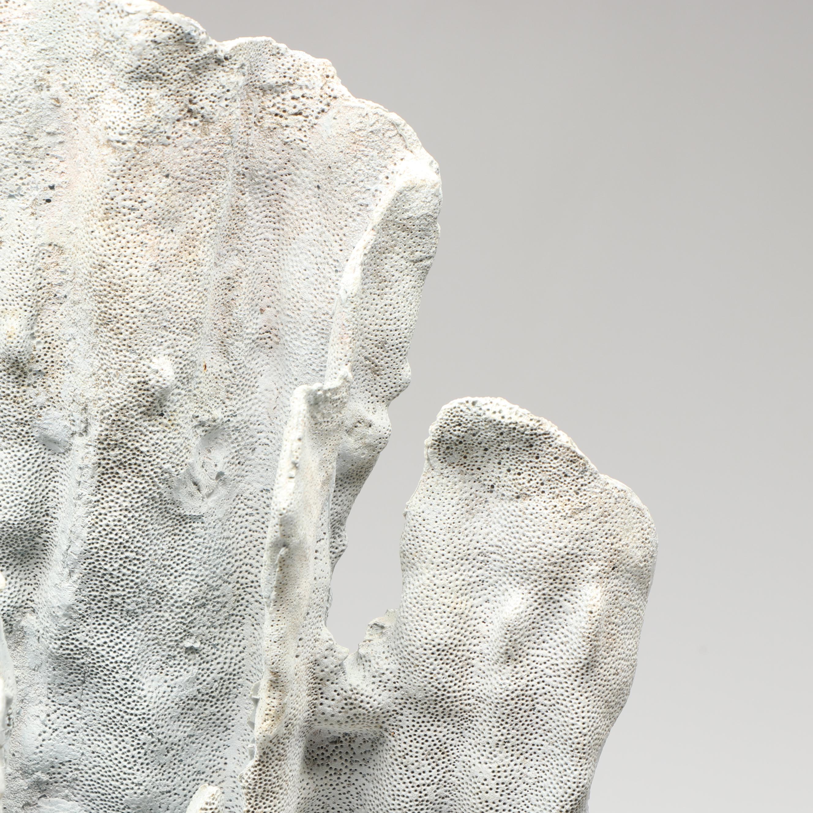 Blue Ridge Coral Specimen in Aggregate Base