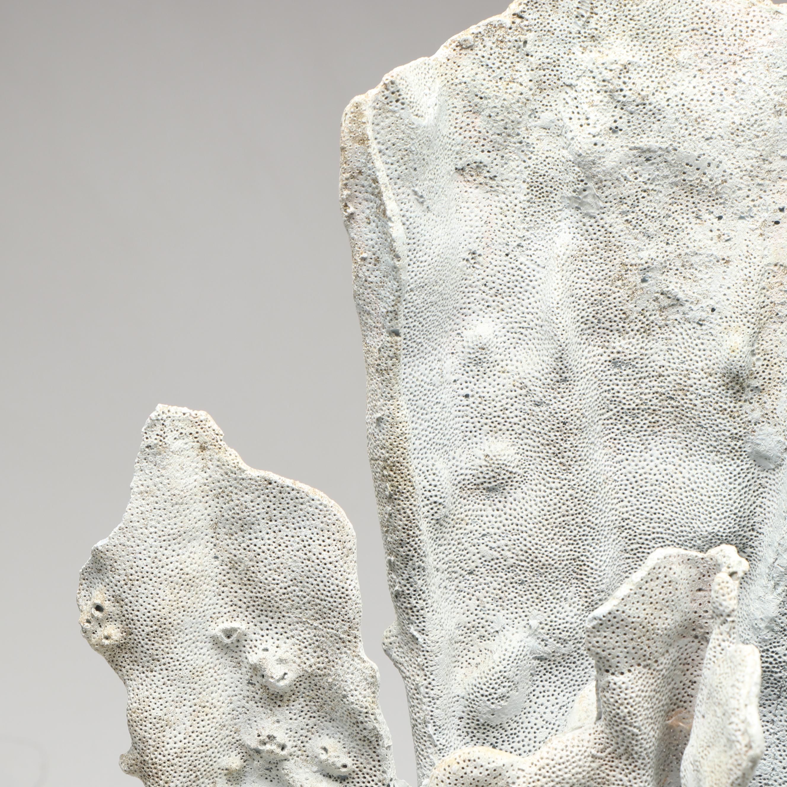 Blue Ridge Coral Specimen in Aggregate Base