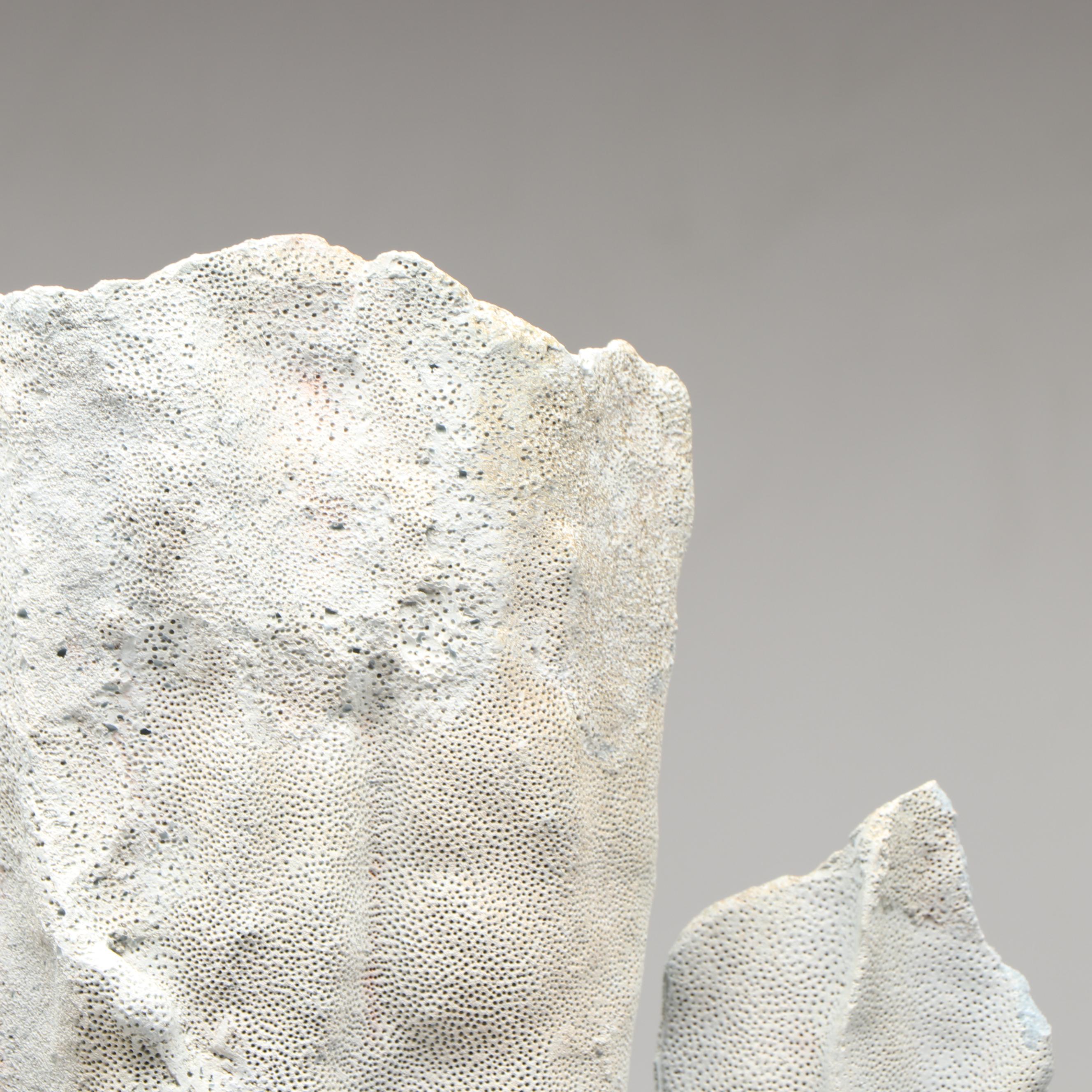 Blue Ridge Coral Specimen in Aggregate Base