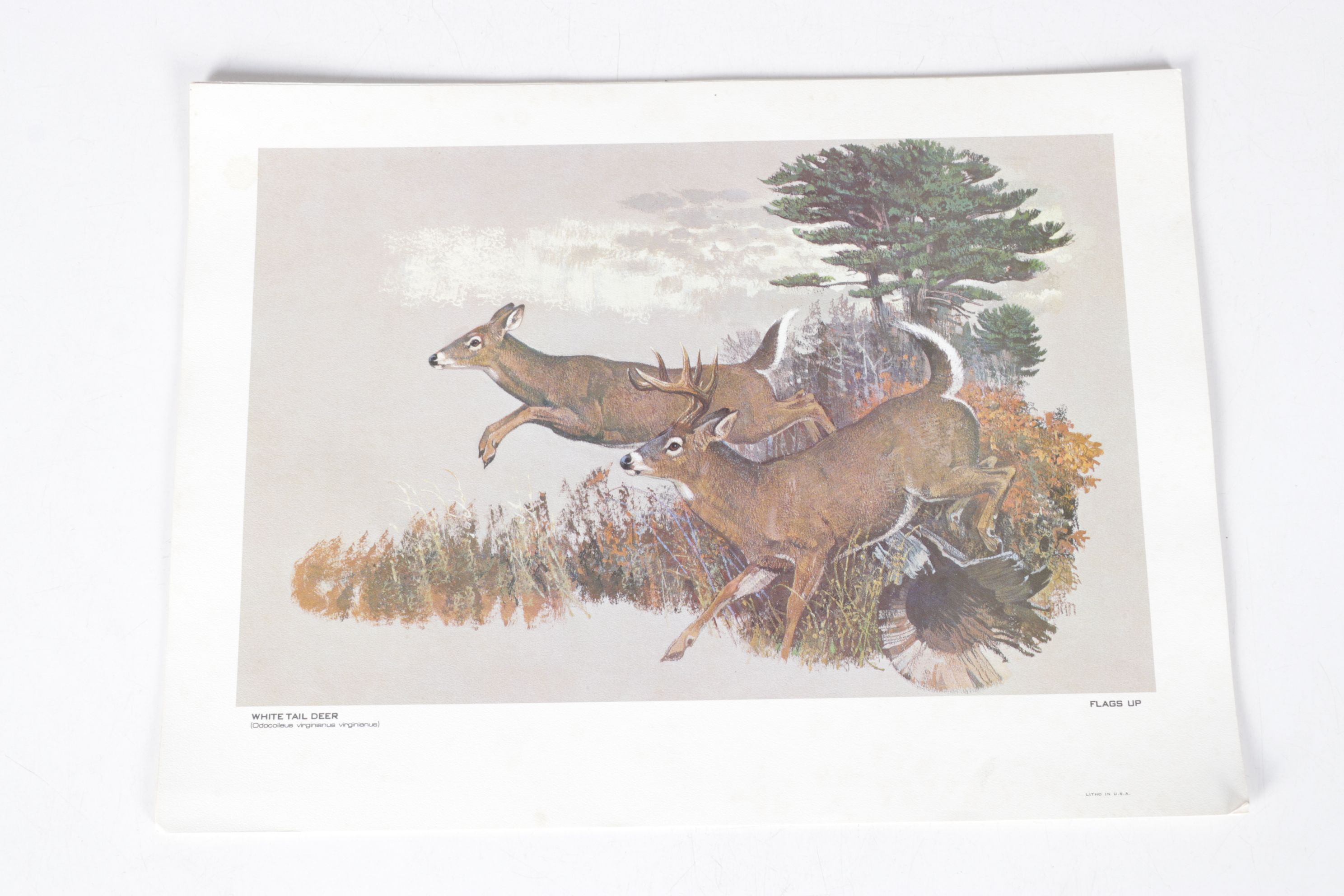 Bob Kuhn Offset Lithograph Collection "Remington's Portfolio of Big Game"