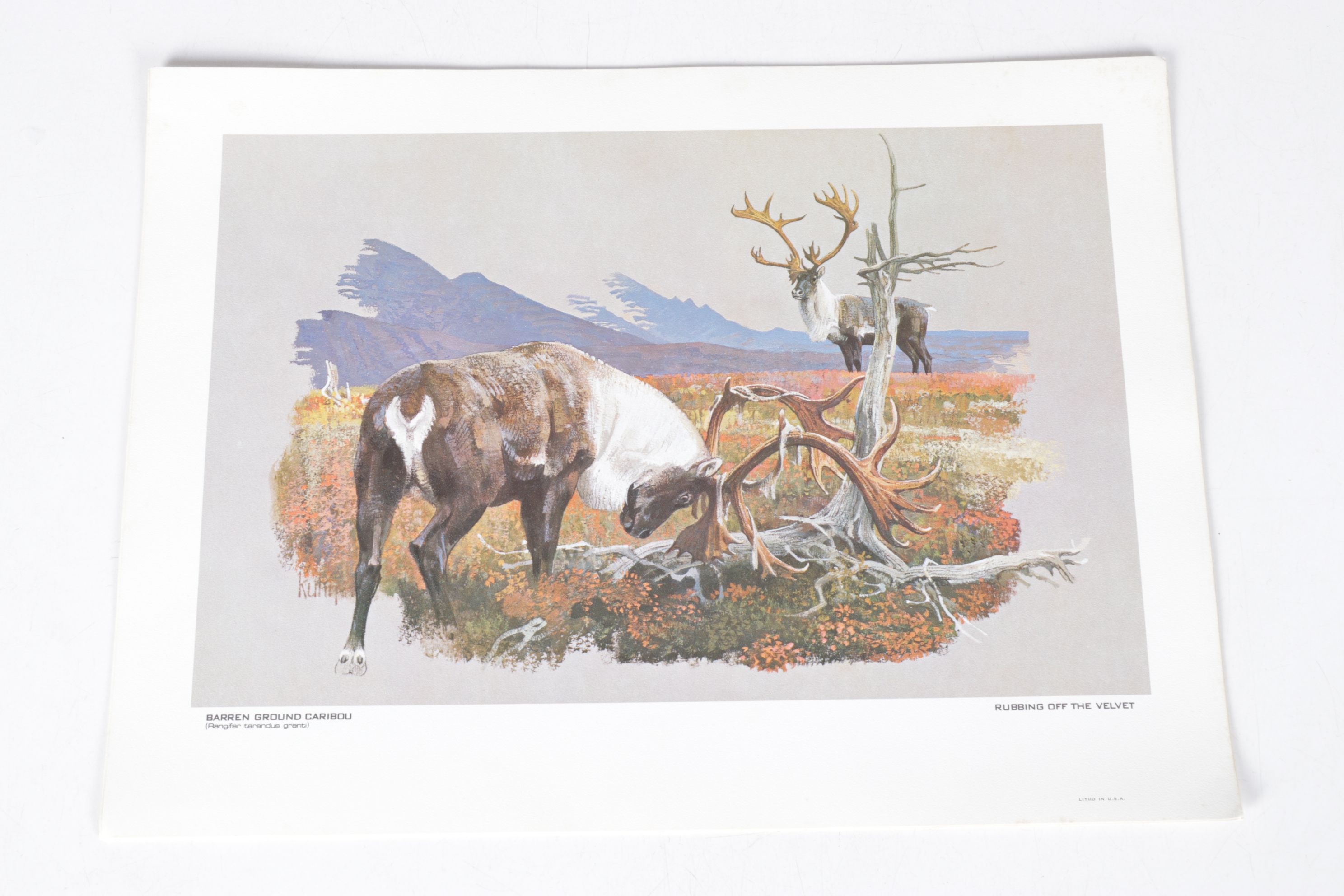 Bob Kuhn Offset Lithograph Collection "Remington's Portfolio of Big Game"
