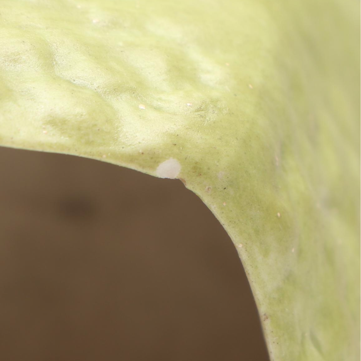 Fenton Hand-Painted Glass Fairy Lamp, Glass Bowl, and Ceramic Frog Planter