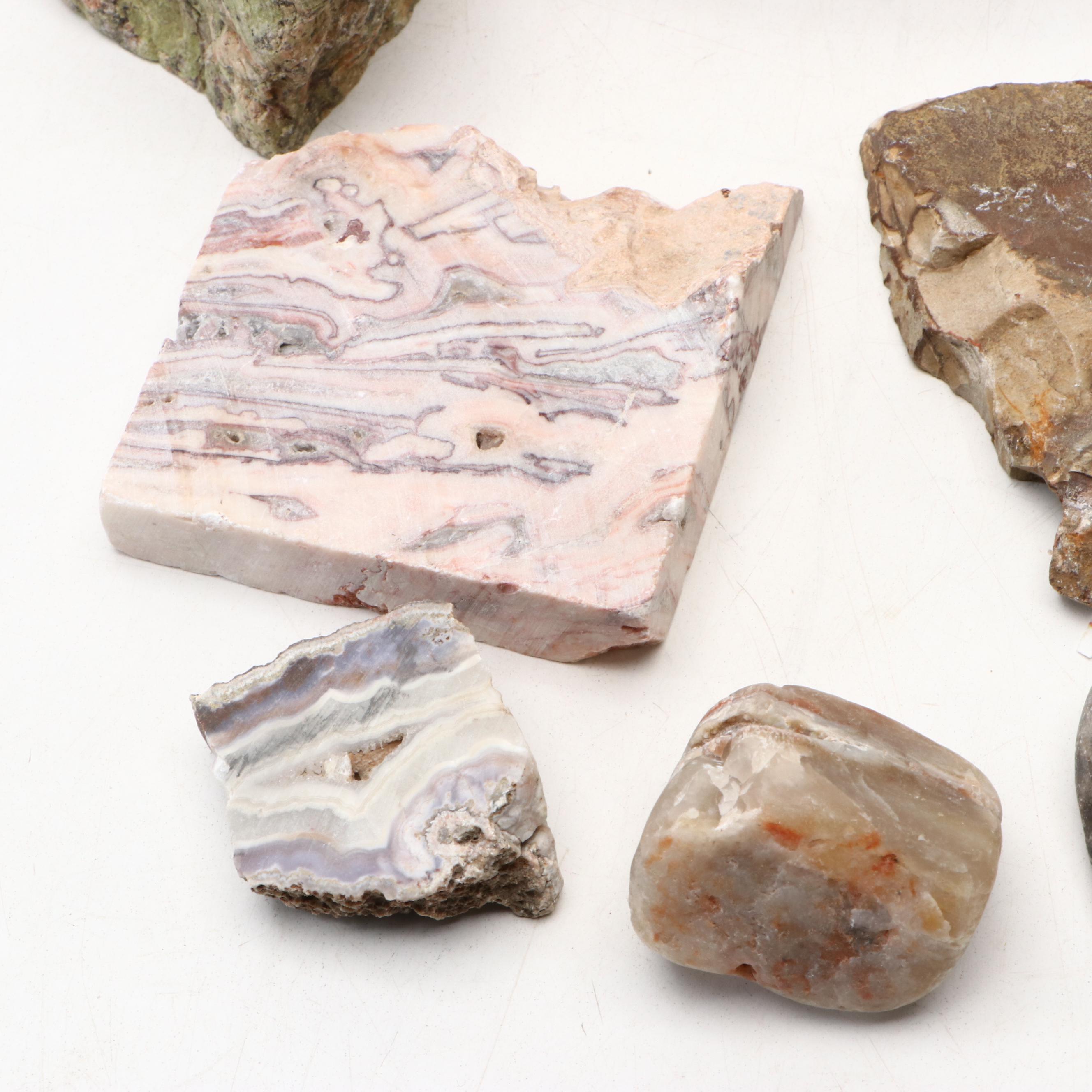 Polished Jasper and Marble Specimens with Fossilized Coral