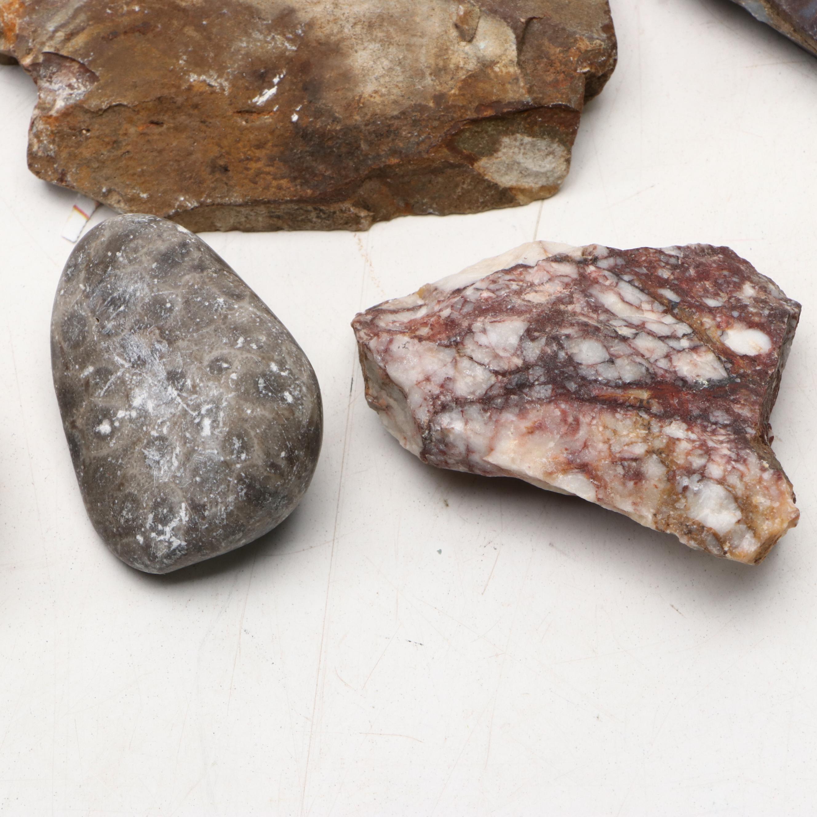 Polished Jasper and Marble Specimens with Fossilized Coral