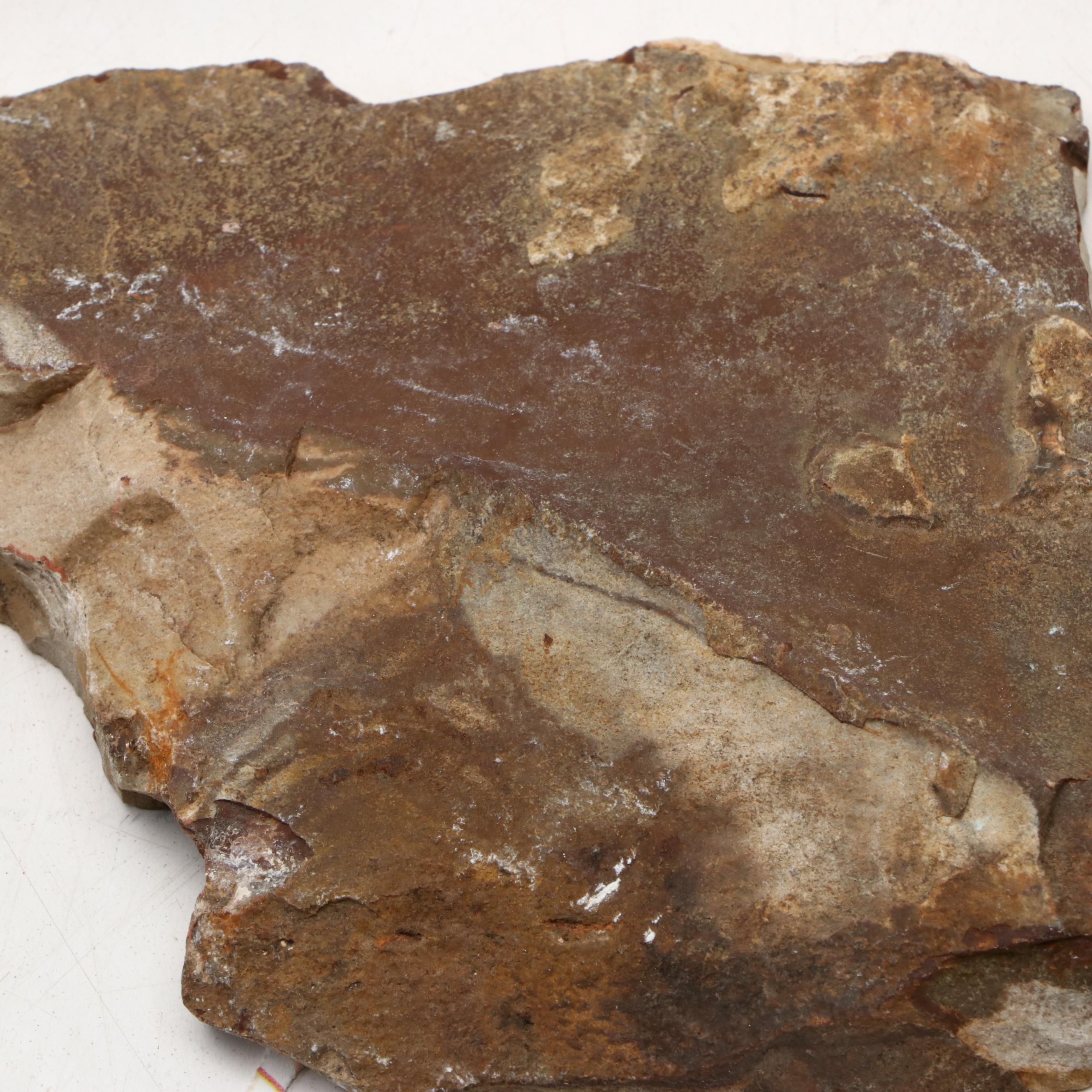 Polished Jasper and Marble Specimens with Fossilized Coral