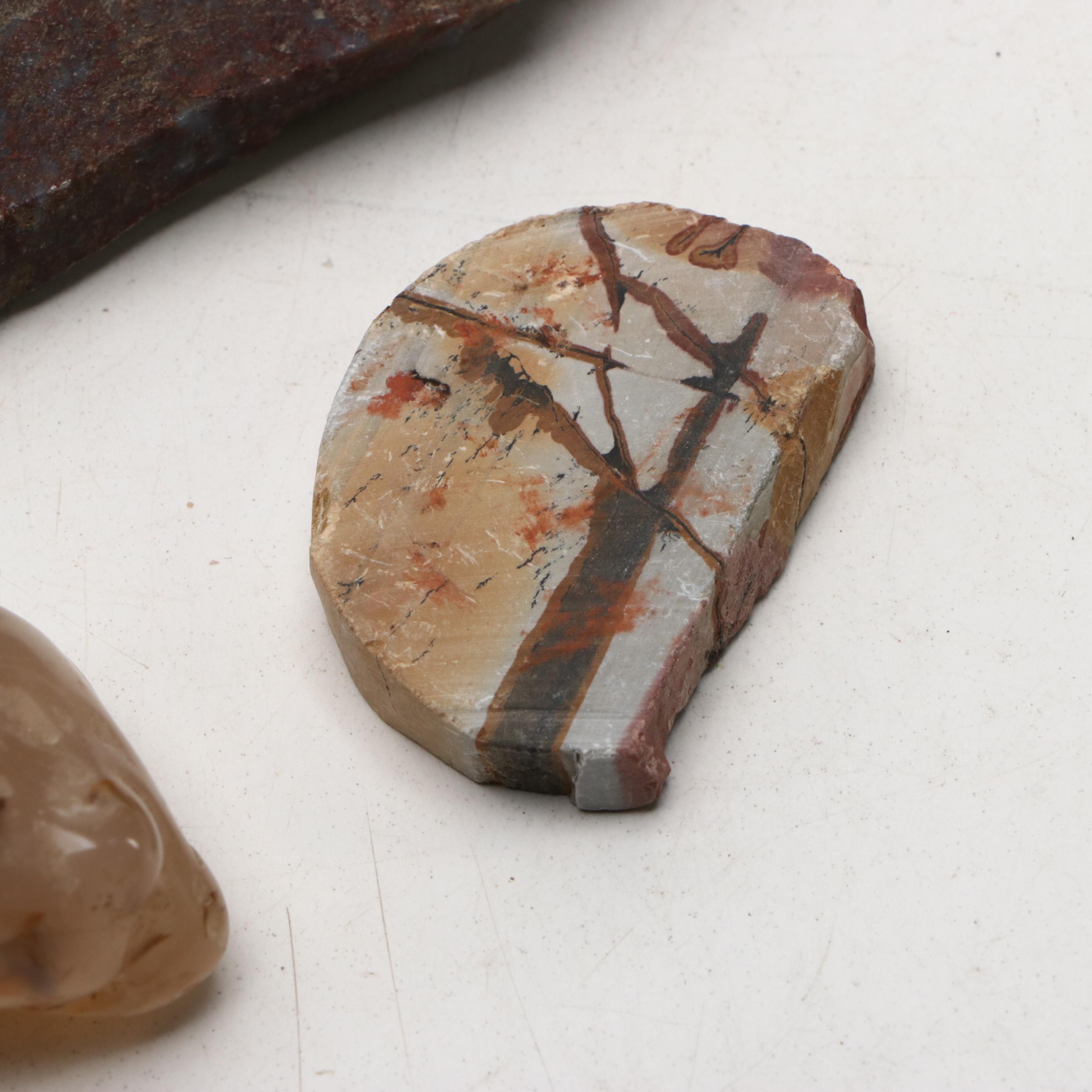 Polished Jasper and Marble Specimens with Fossilized Coral
