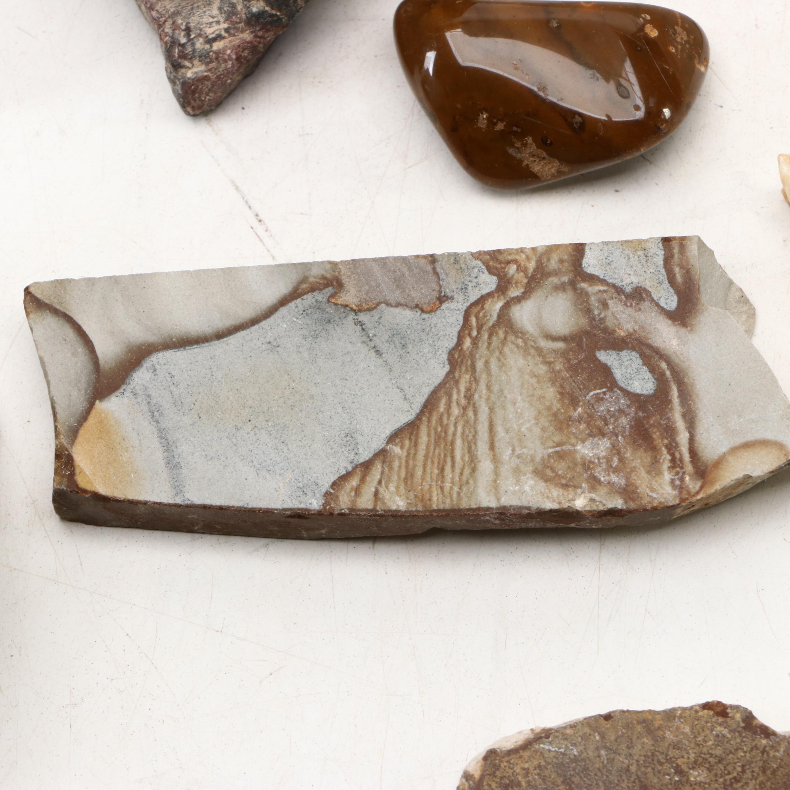 Polished Jasper and Marble Specimens with Fossilized Coral