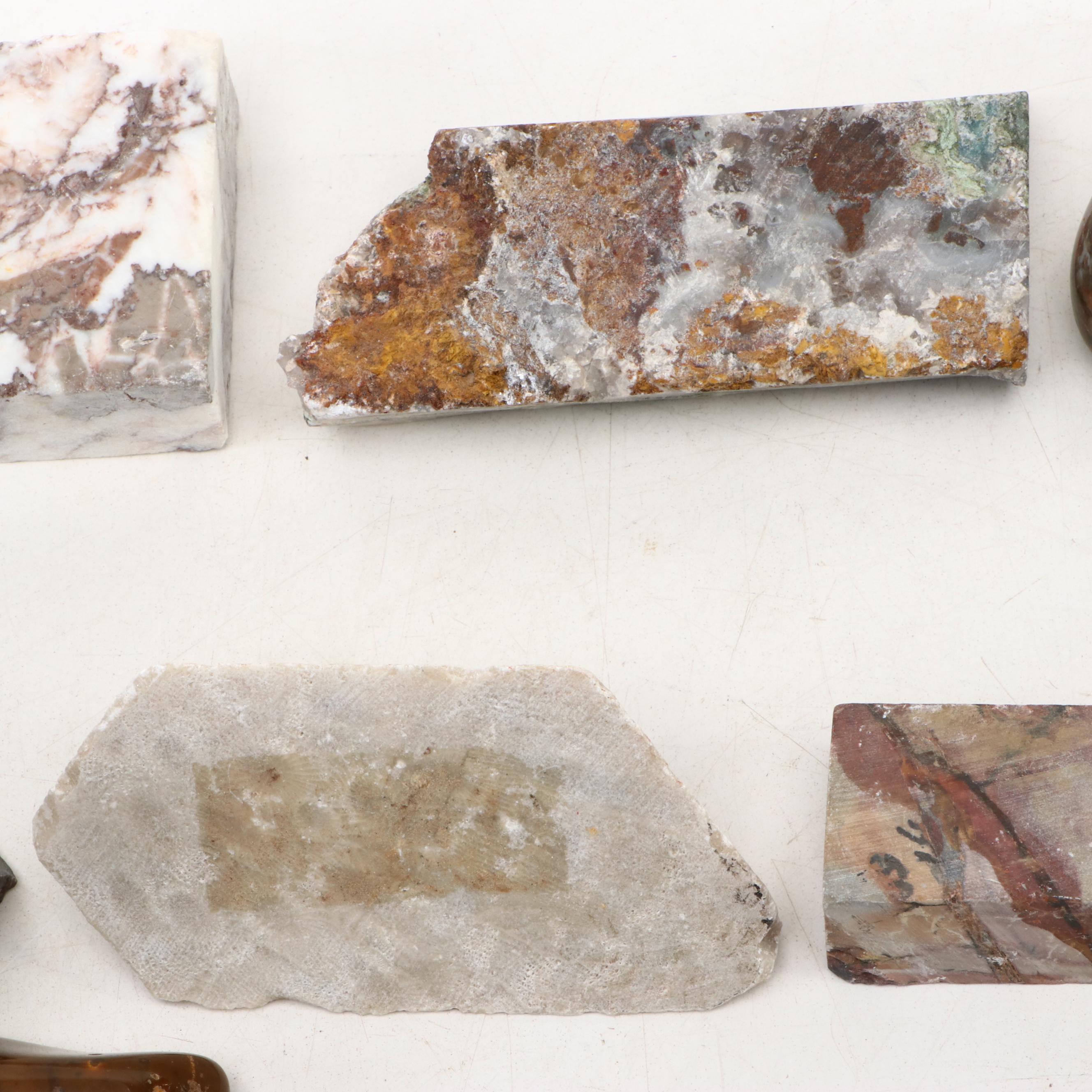 Polished Jasper and Marble Specimens with Fossilized Coral