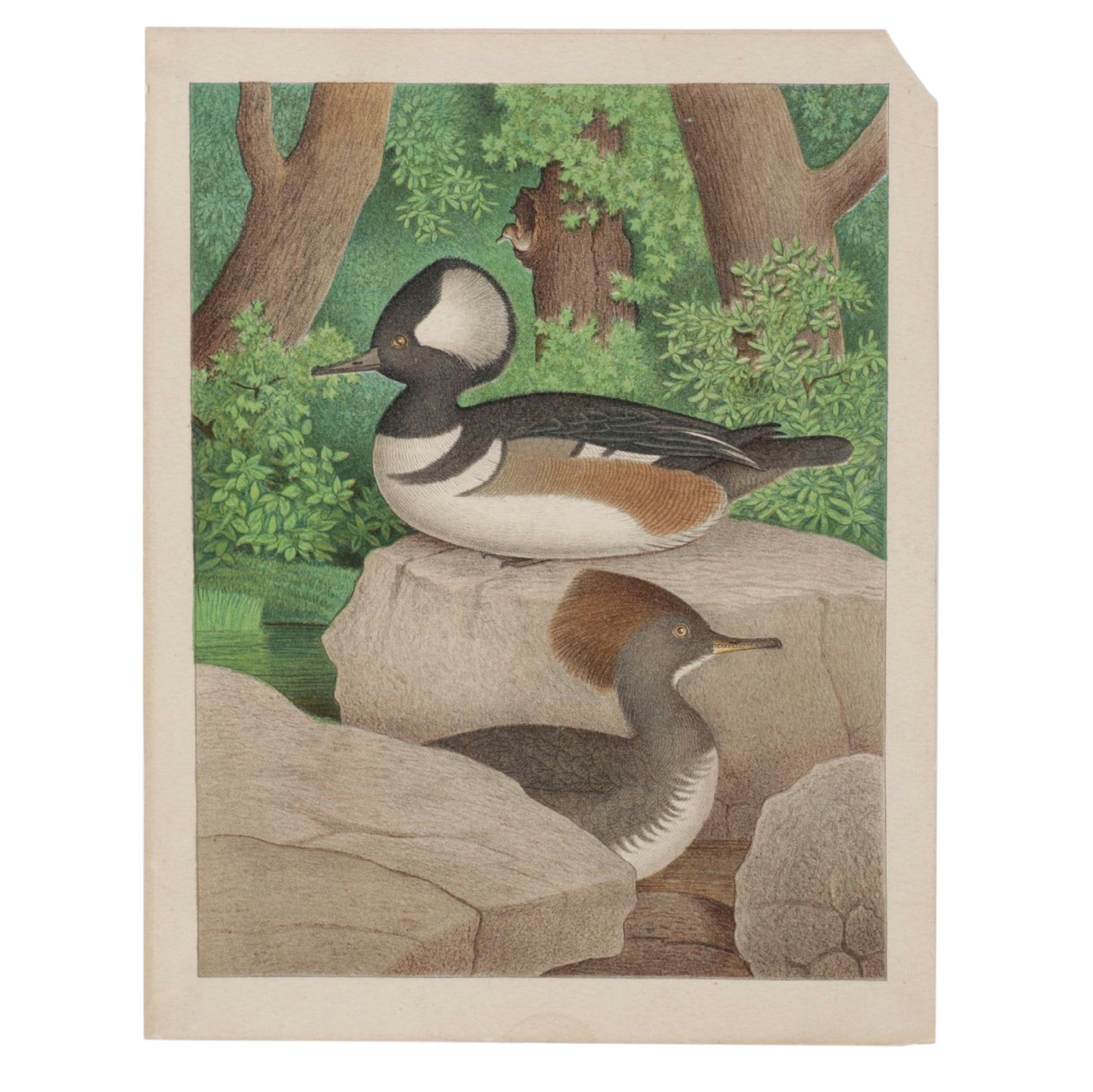 Edwin L. Sheppard Ornithological Chromolithograph "Hooded Sheldrake", 1882