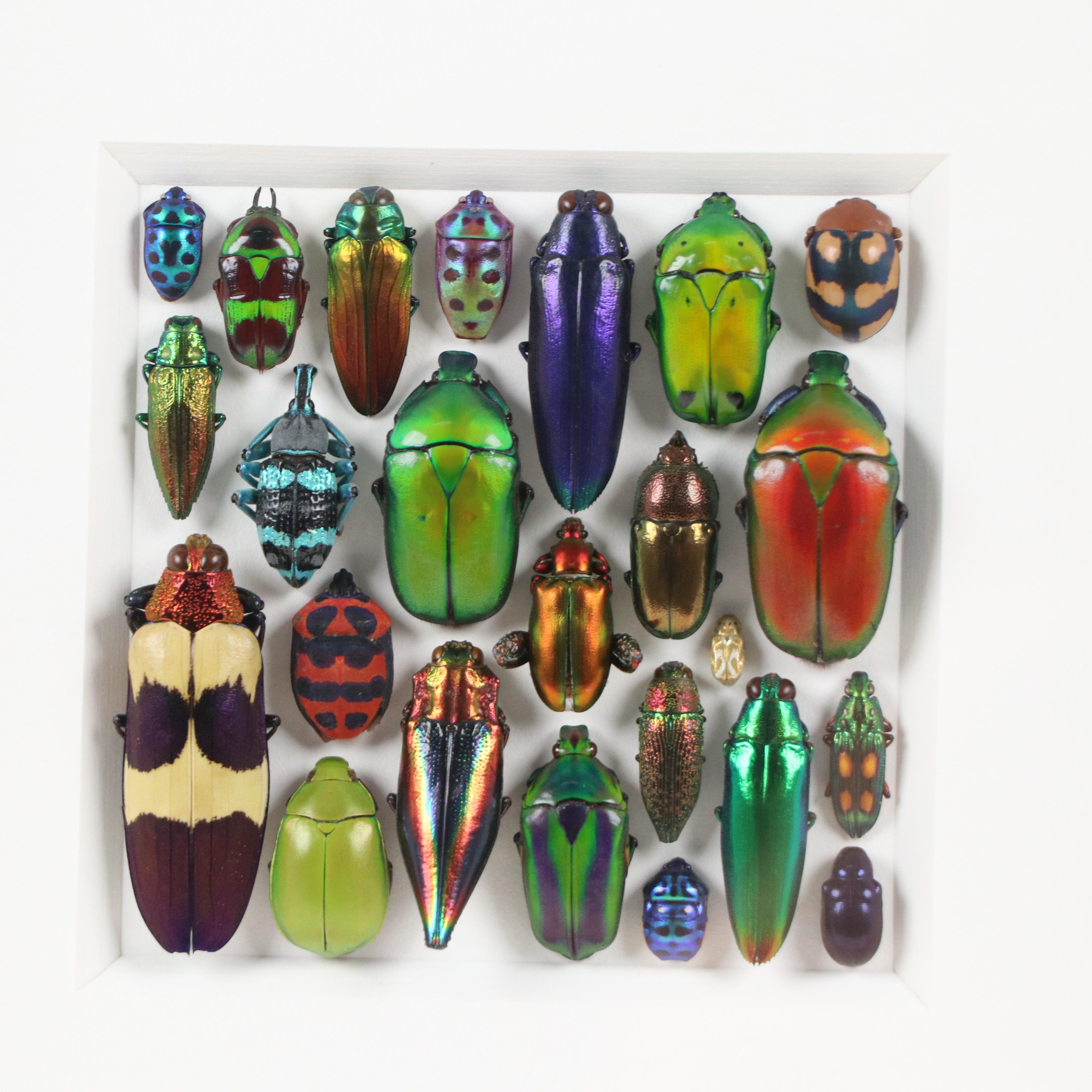 Pheromone by Christopher Marley Beetle Mosaic