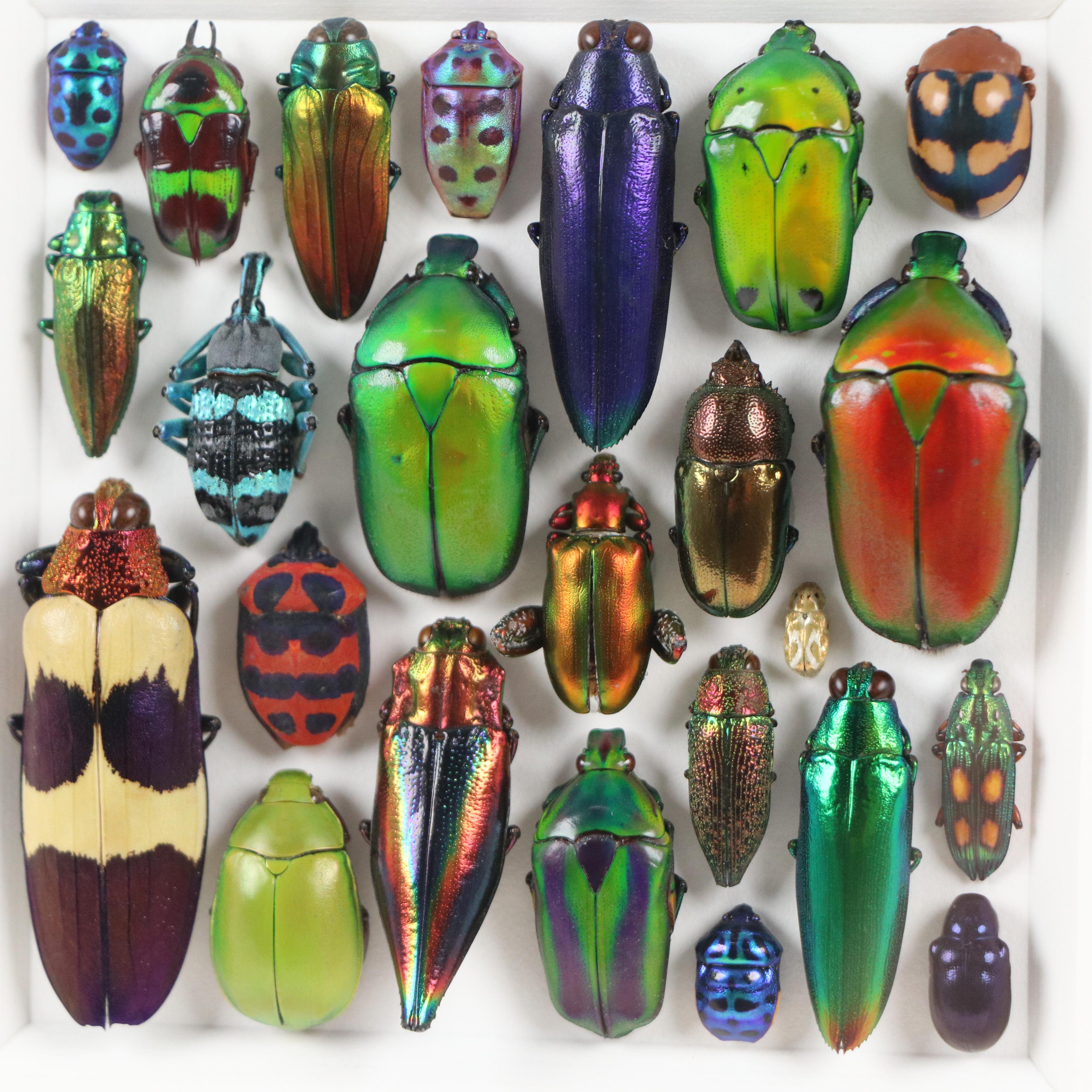 Pheromone by Christopher Marley Beetle Mosaic