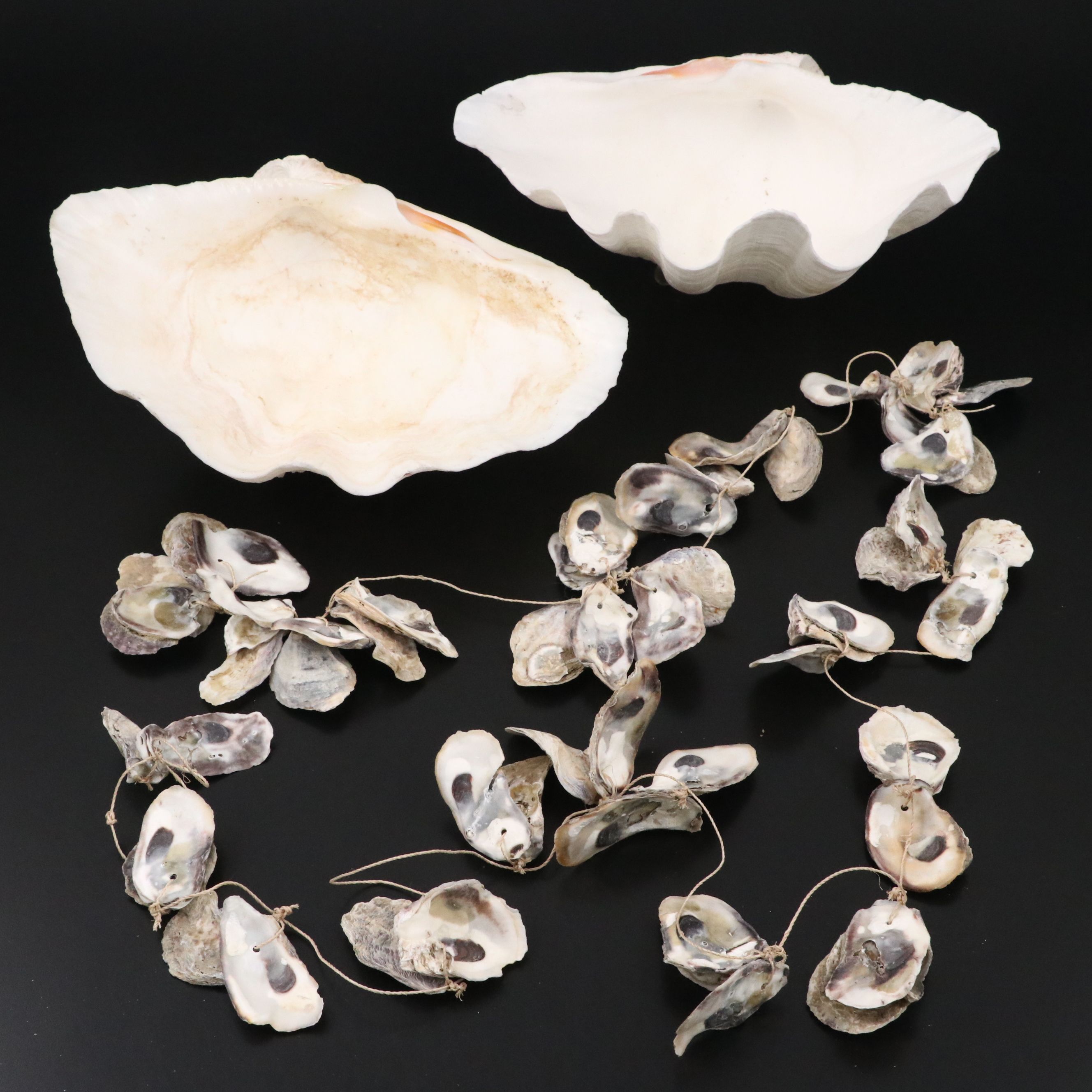 Pair of Giant Clam Shells with Strung Oyster Shells
