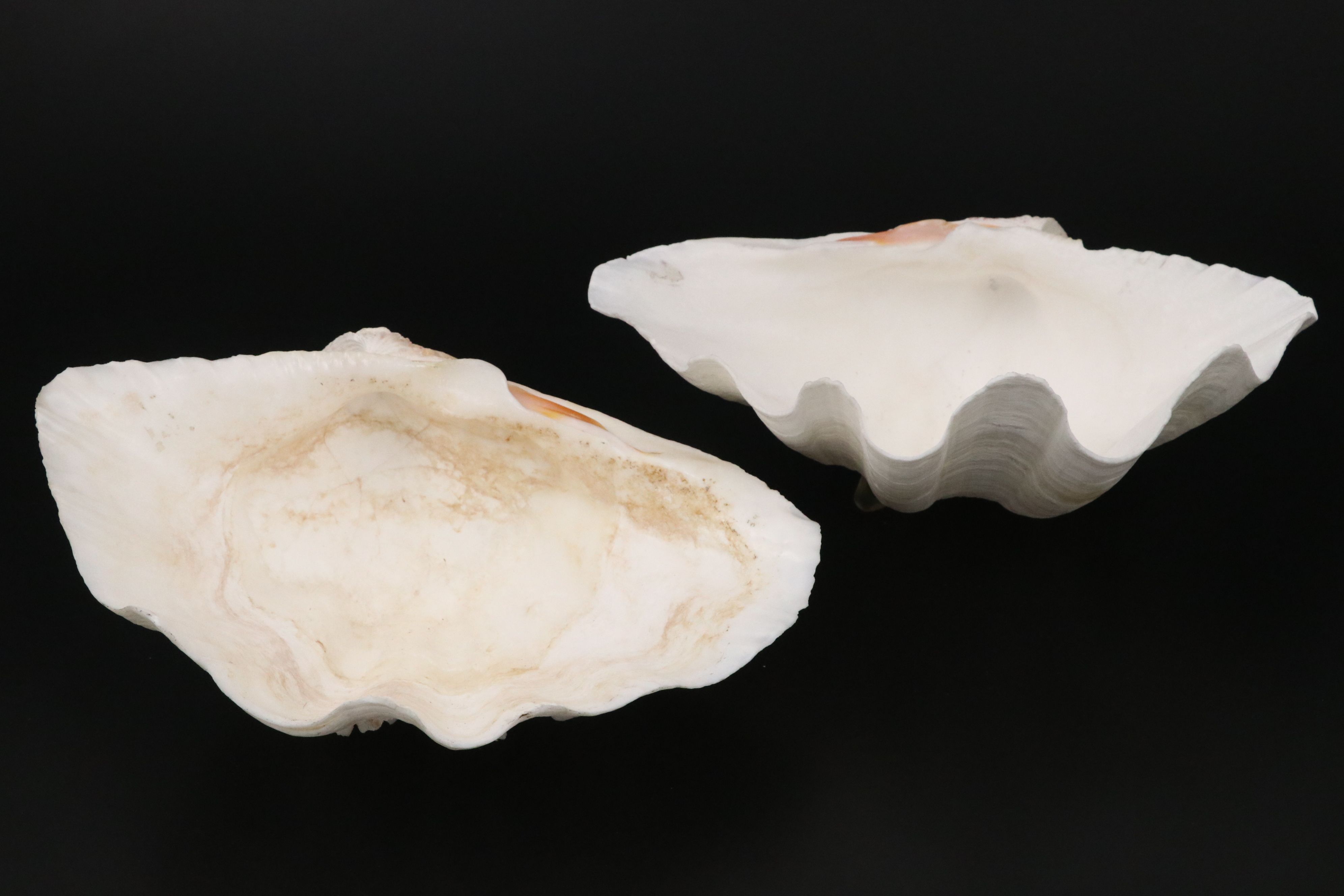 Pair of Giant Clam Shells with Strung Oyster Shells