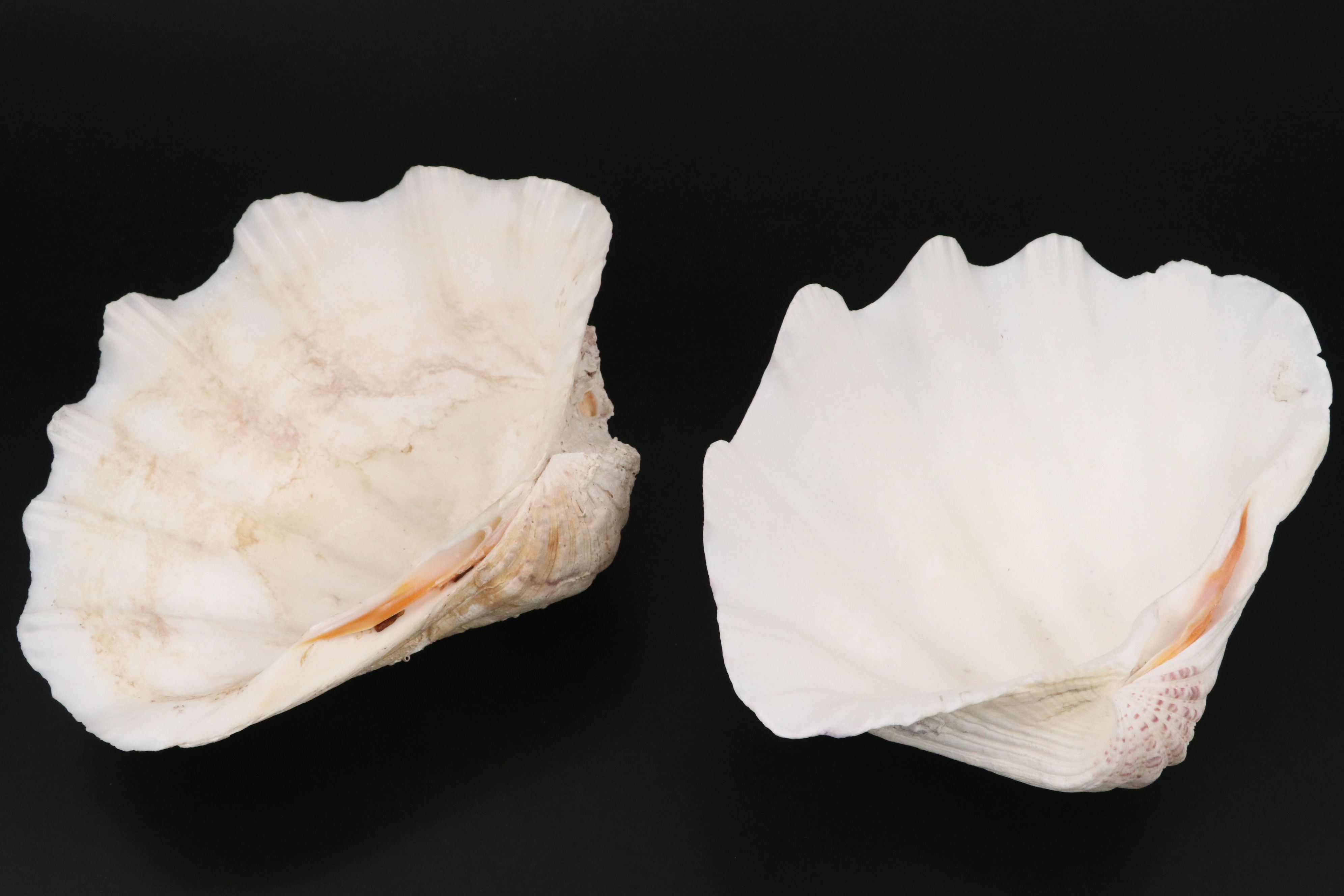 Pair of Giant Clam Shells with Strung Oyster Shells