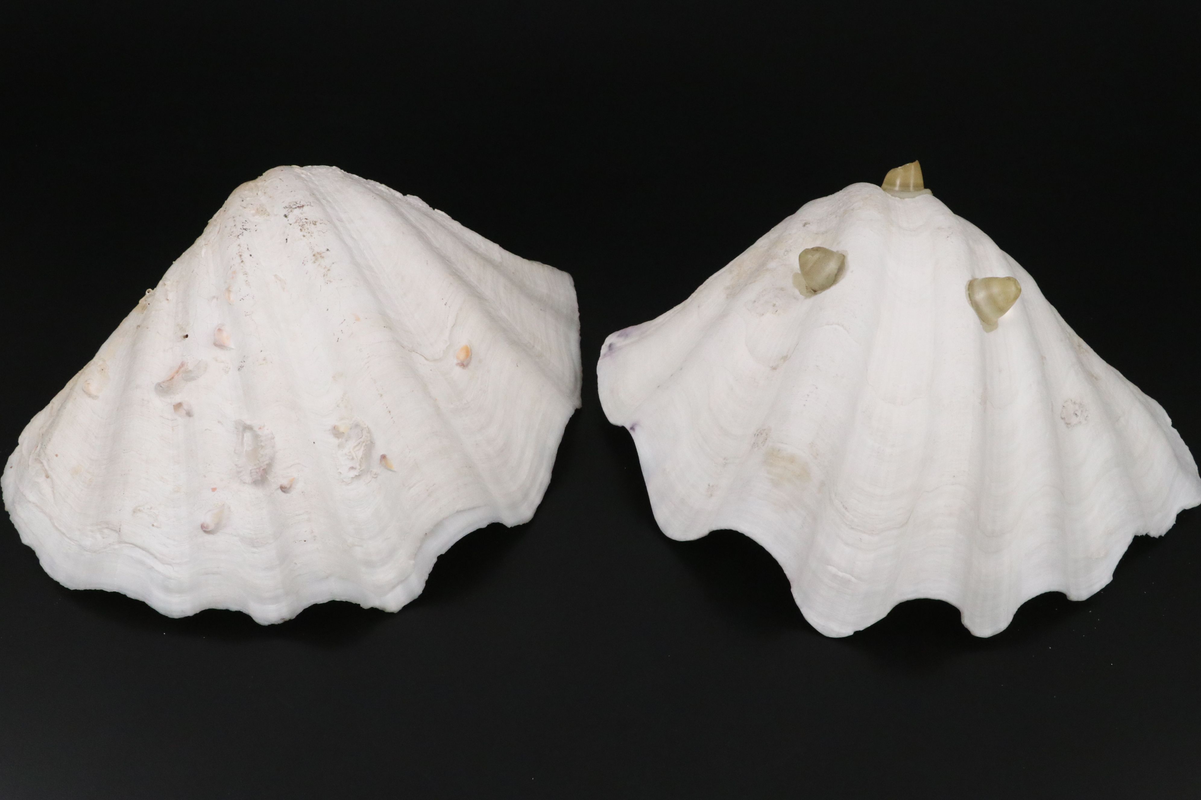 Pair of Giant Clam Shells with Strung Oyster Shells