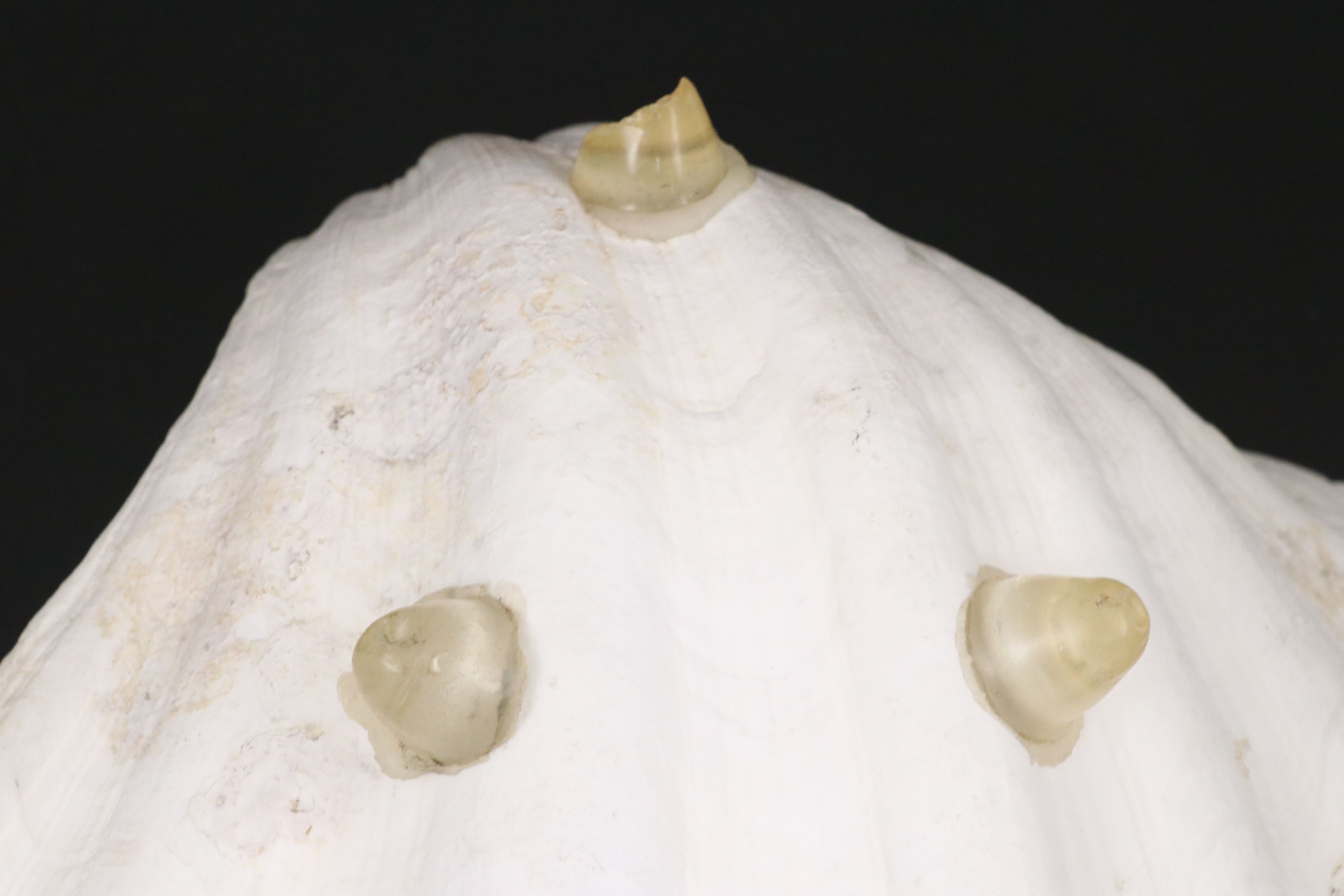 Pair of Giant Clam Shells with Strung Oyster Shells