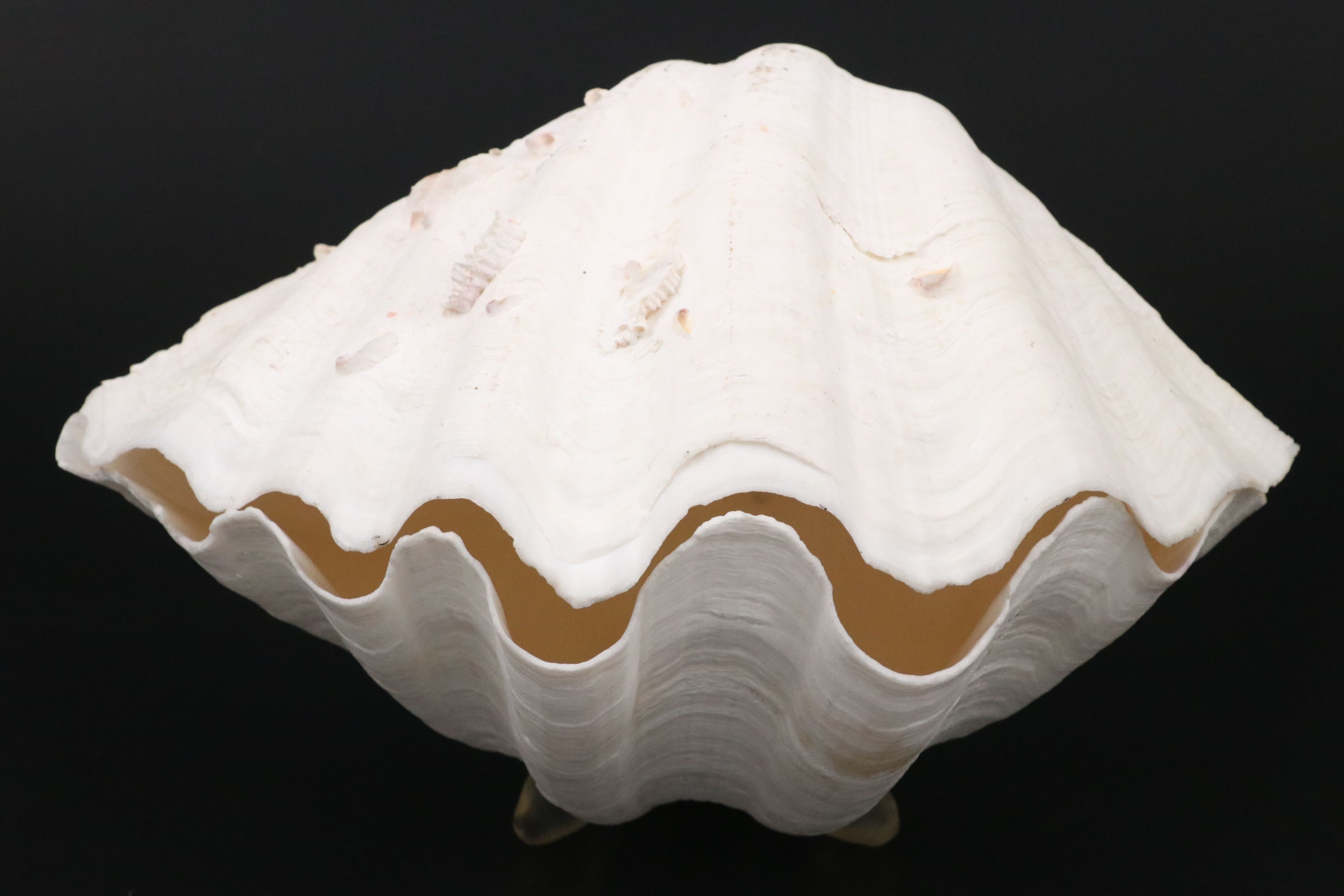 Pair of Giant Clam Shells with Strung Oyster Shells