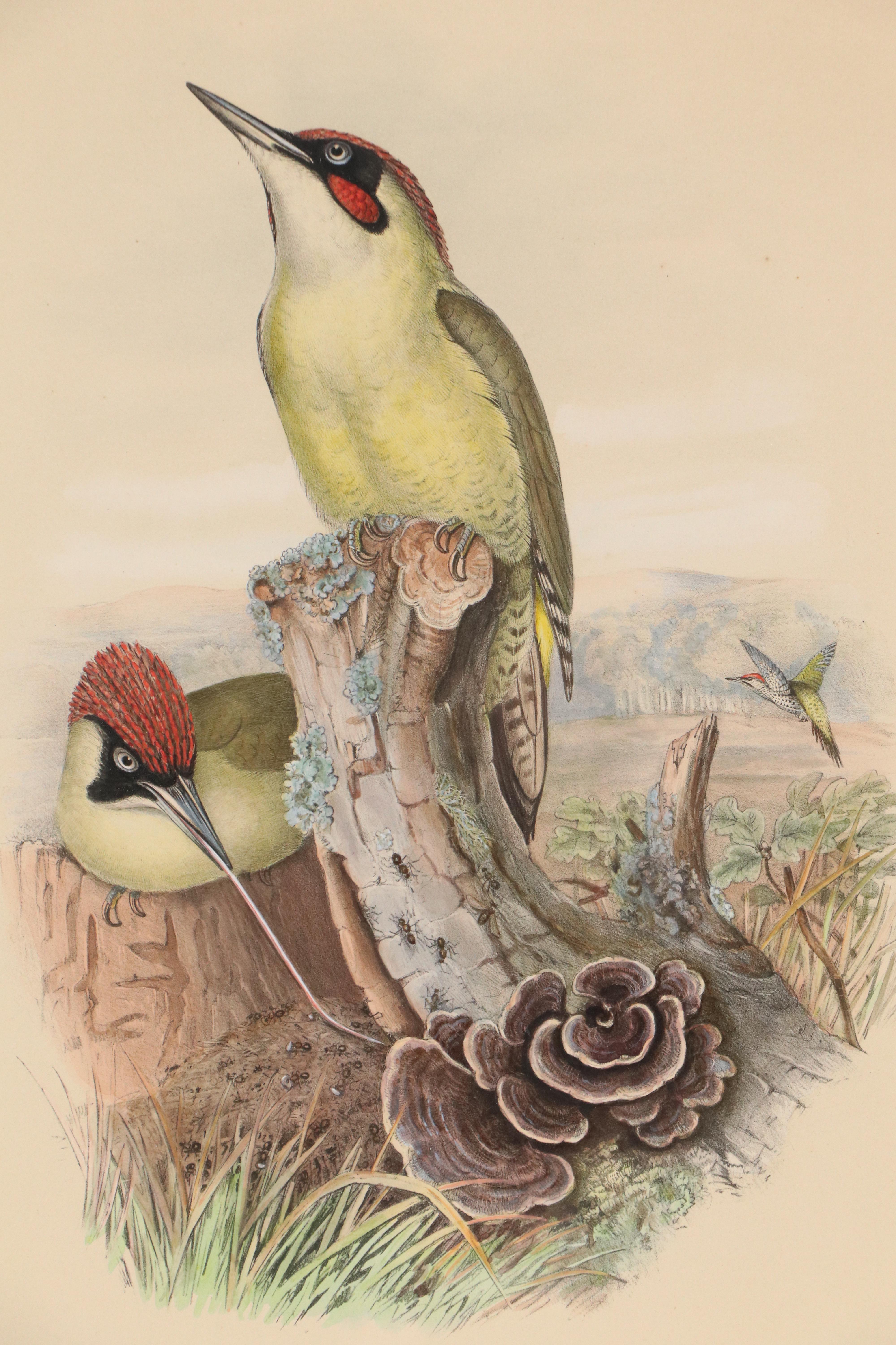 Ornithological Lithograph from John Gould's "The Birds of Great Britain," 19th C