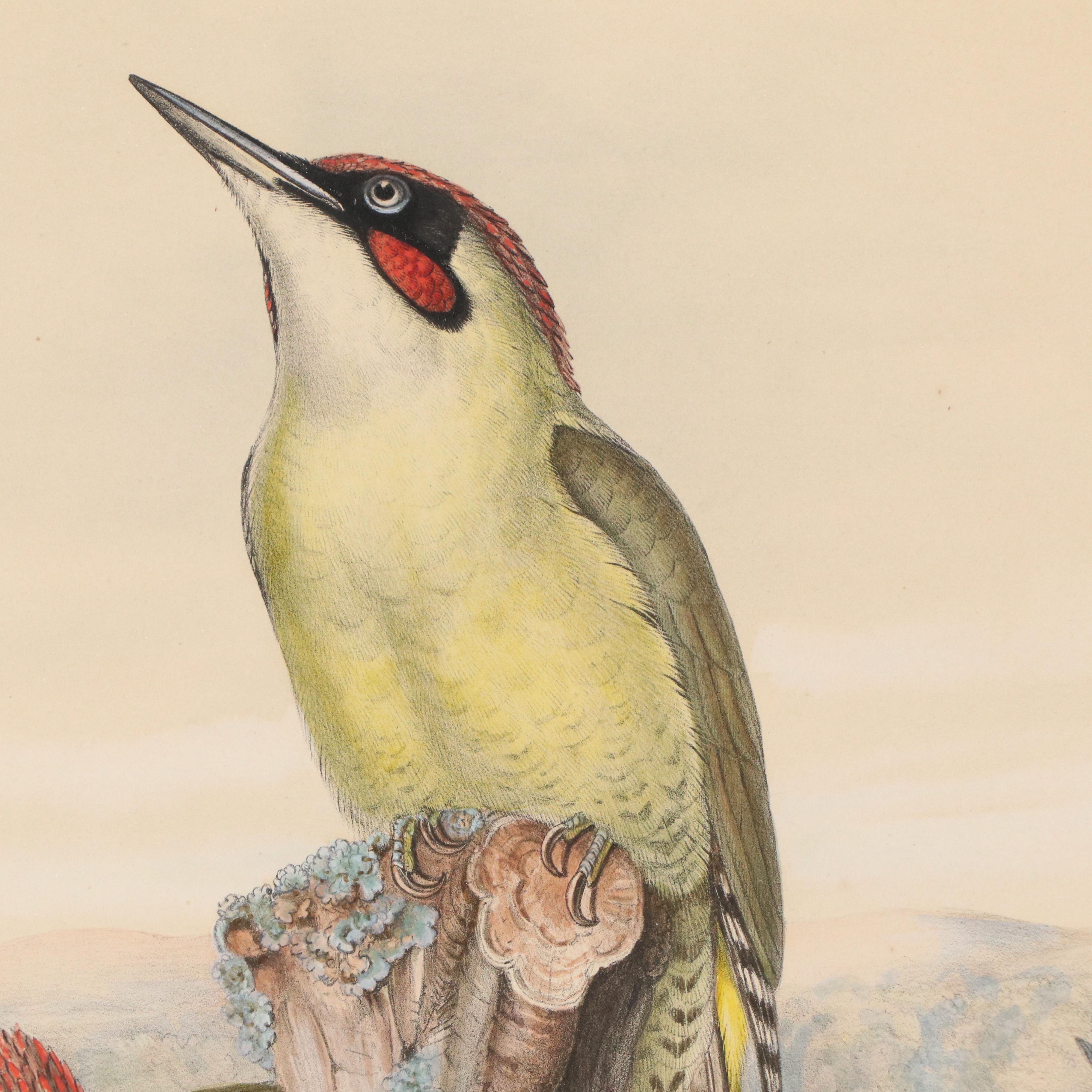 Ornithological Lithograph from John Gould's "The Birds of Great Britain," 19th C