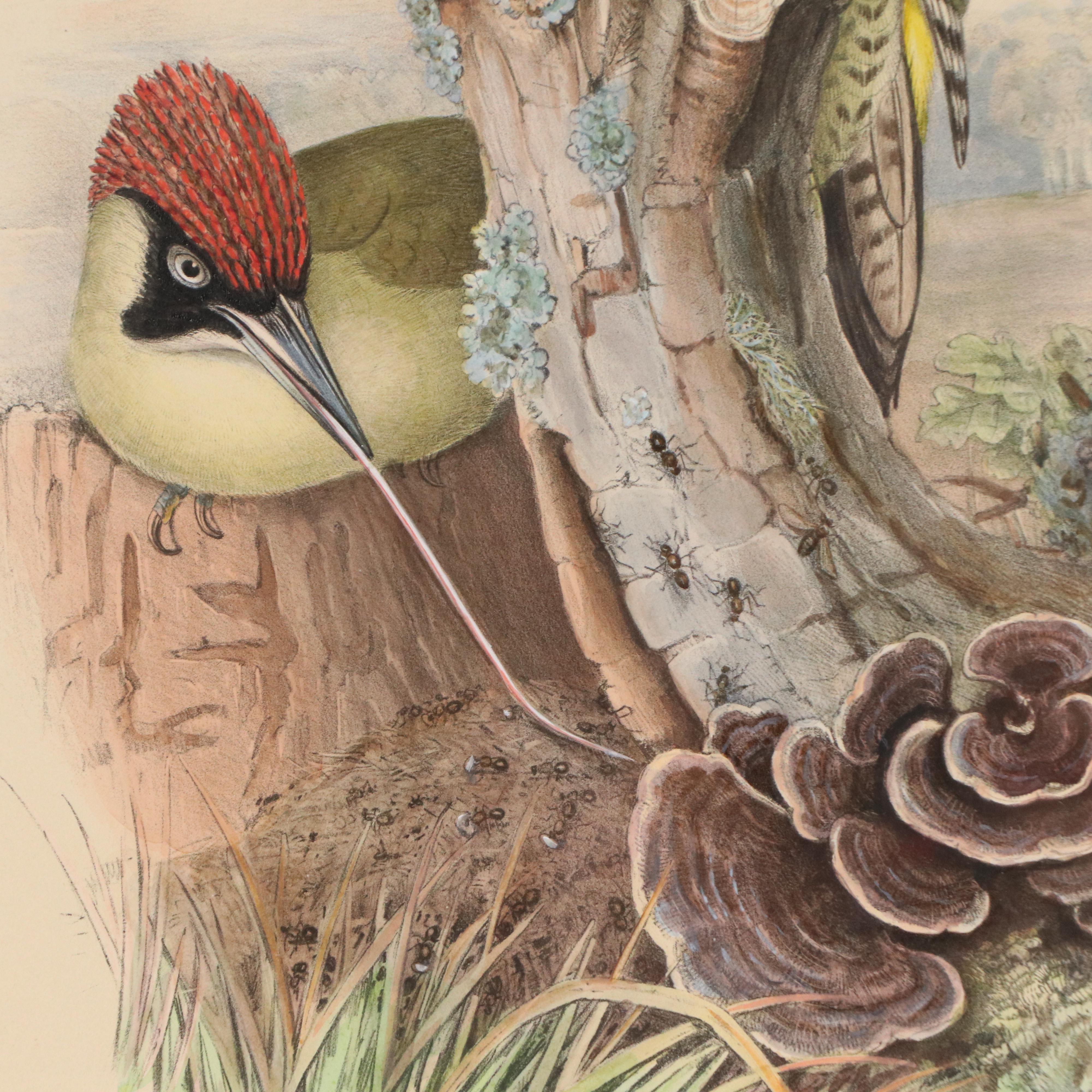 Ornithological Lithograph from John Gould's "The Birds of Great Britain," 19th C