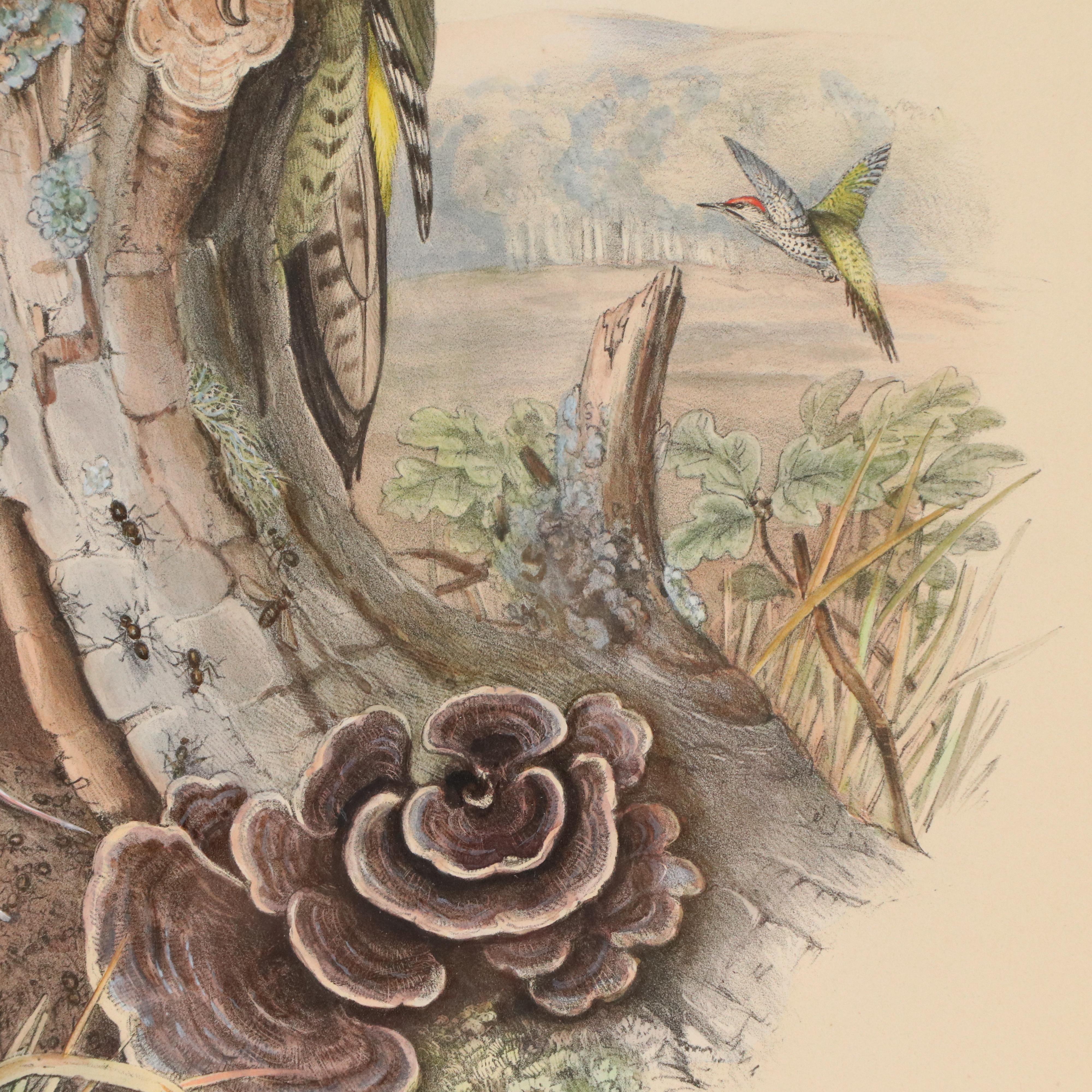 Ornithological Lithograph from John Gould's "The Birds of Great Britain," 19th C