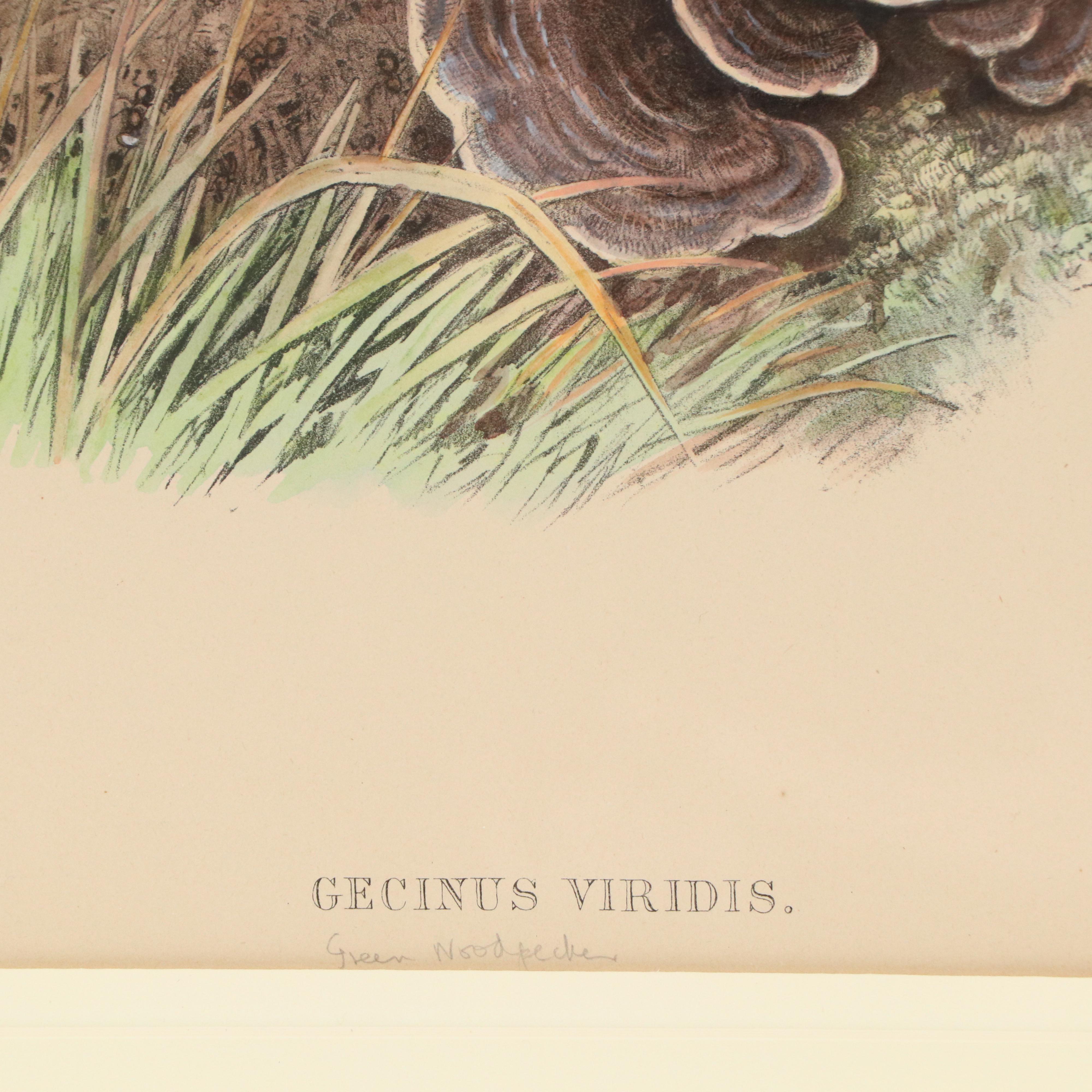 Ornithological Lithograph from John Gould's "The Birds of Great Britain," 19th C