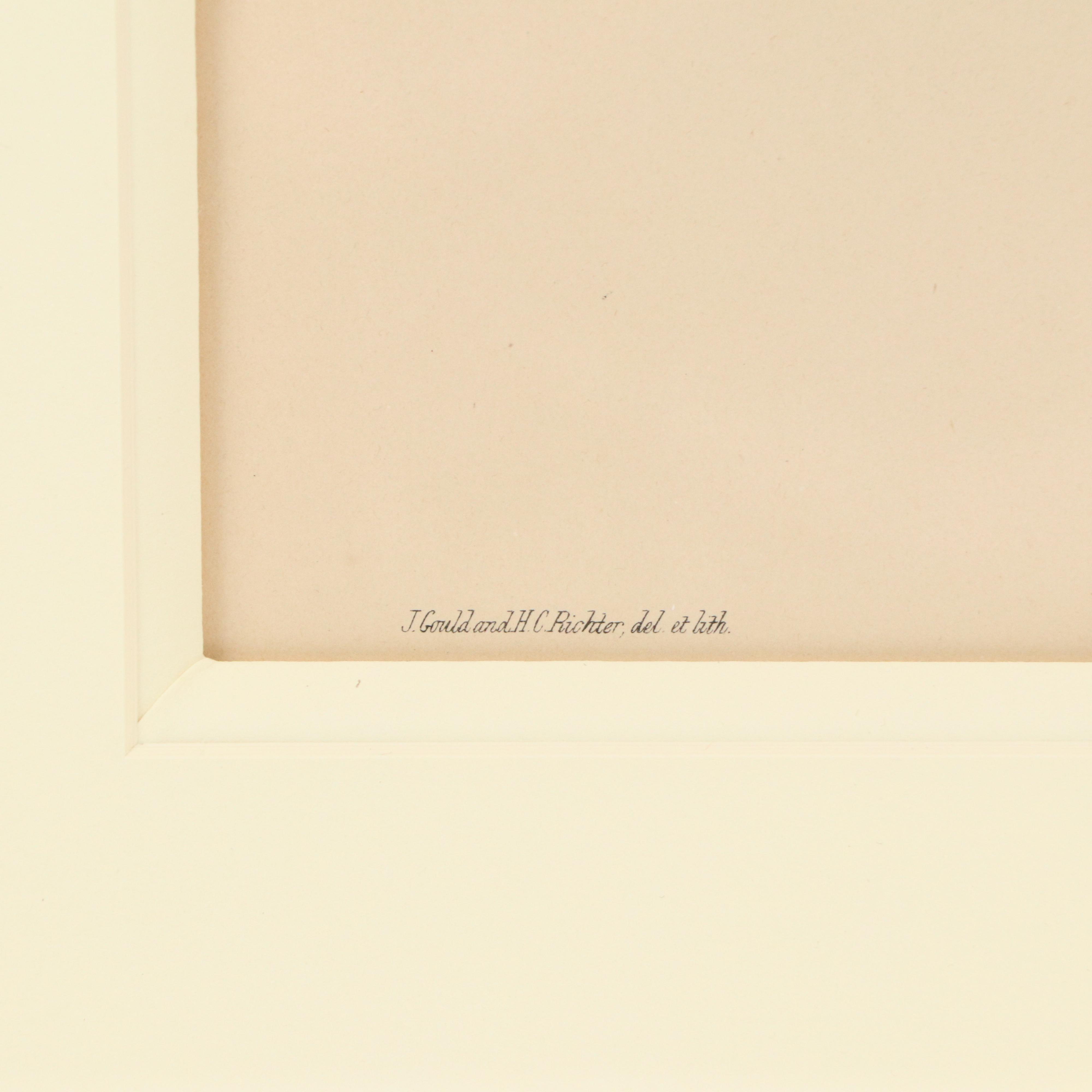 Ornithological Lithograph from John Gould's "The Birds of Great Britain," 19th C