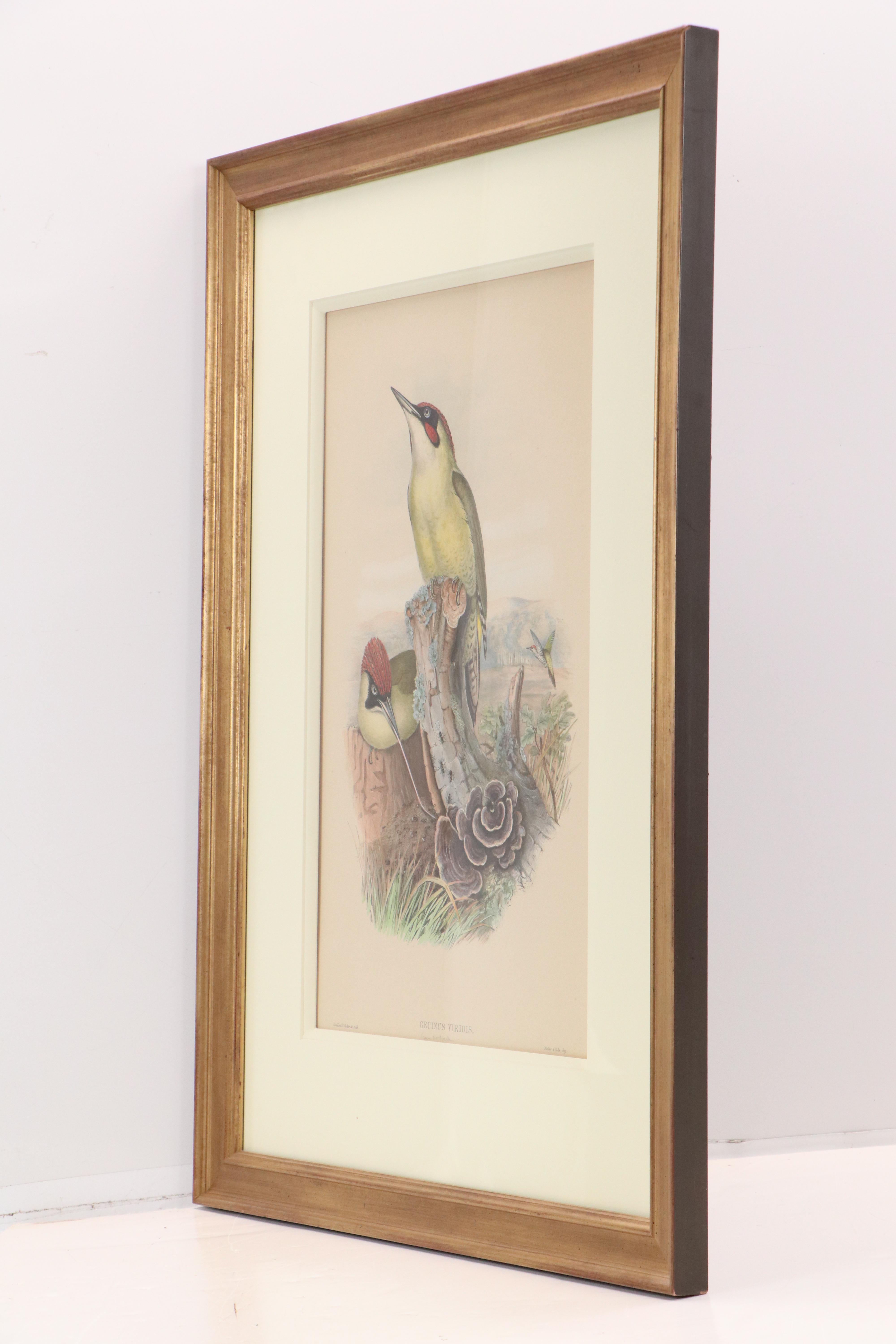 Ornithological Lithograph from John Gould's "The Birds of Great Britain," 19th C