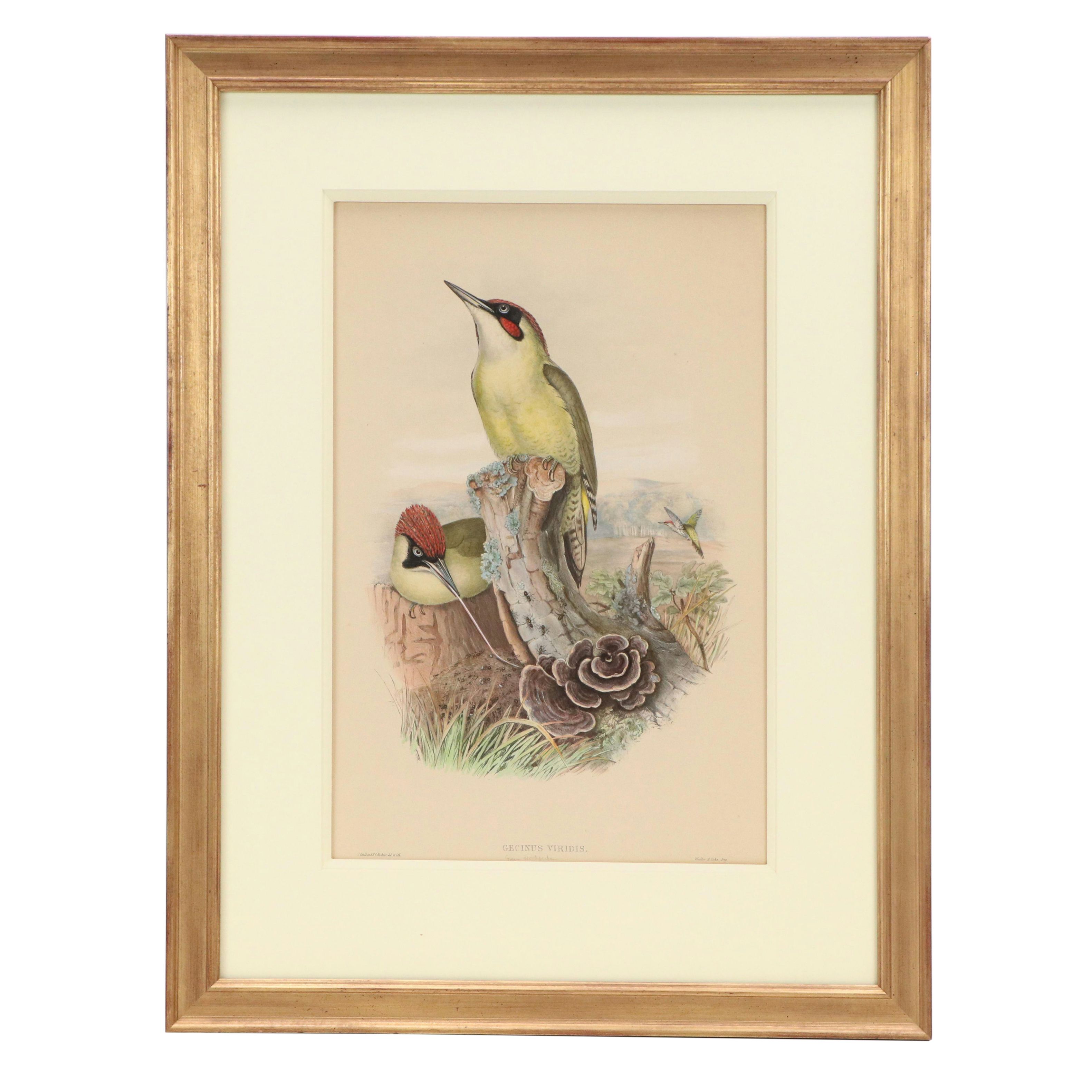 Ornithological Lithograph from John Gould's "The Birds of Great Britain," 19th C