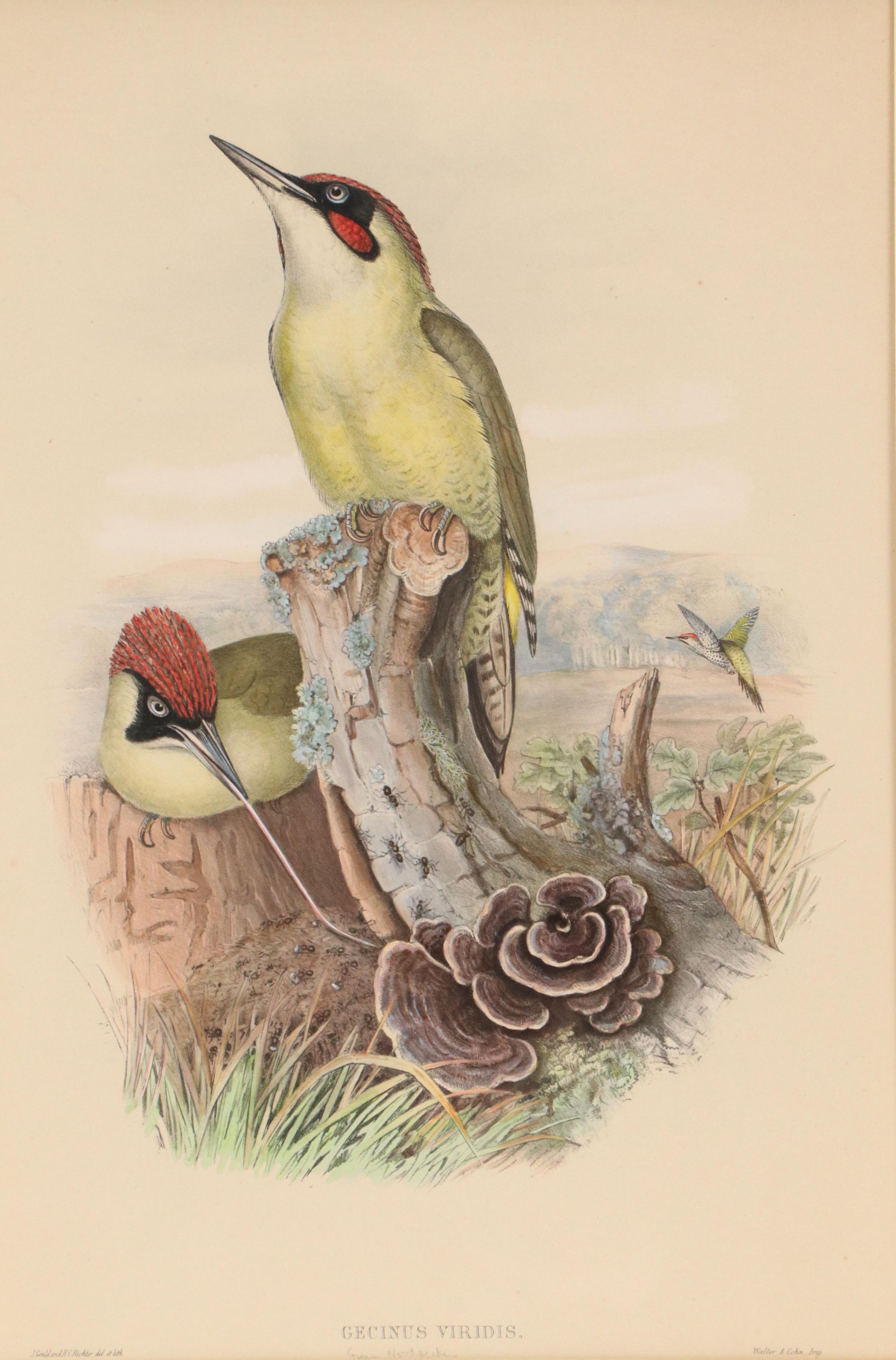 Ornithological Lithograph from John Gould's "The Birds of Great Britain," 19th C