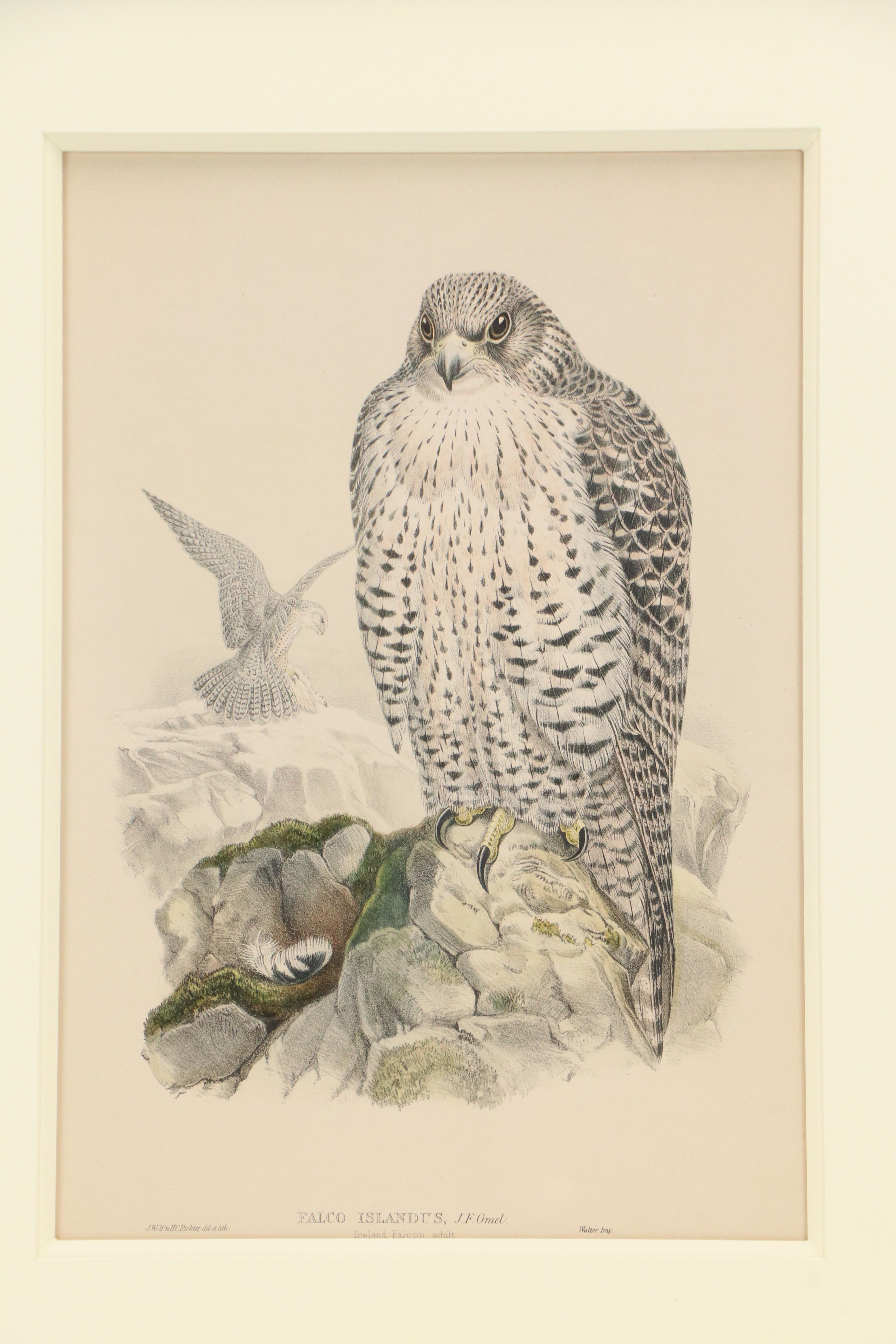 Ornithological Lithograph from John Gould's "The Birds of Great Britain," 19th C