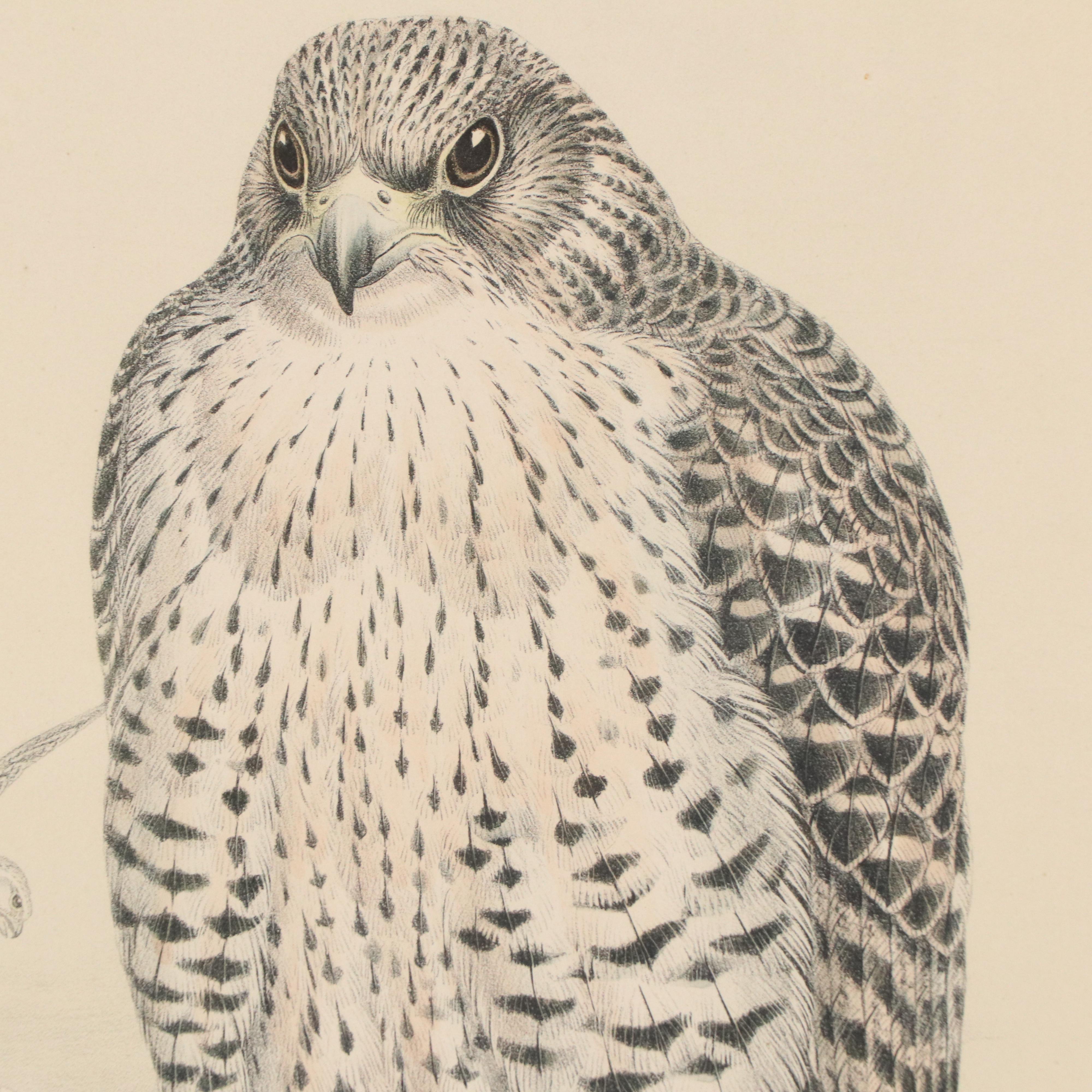 Ornithological Lithograph from John Gould's "The Birds of Great Britain," 19th C