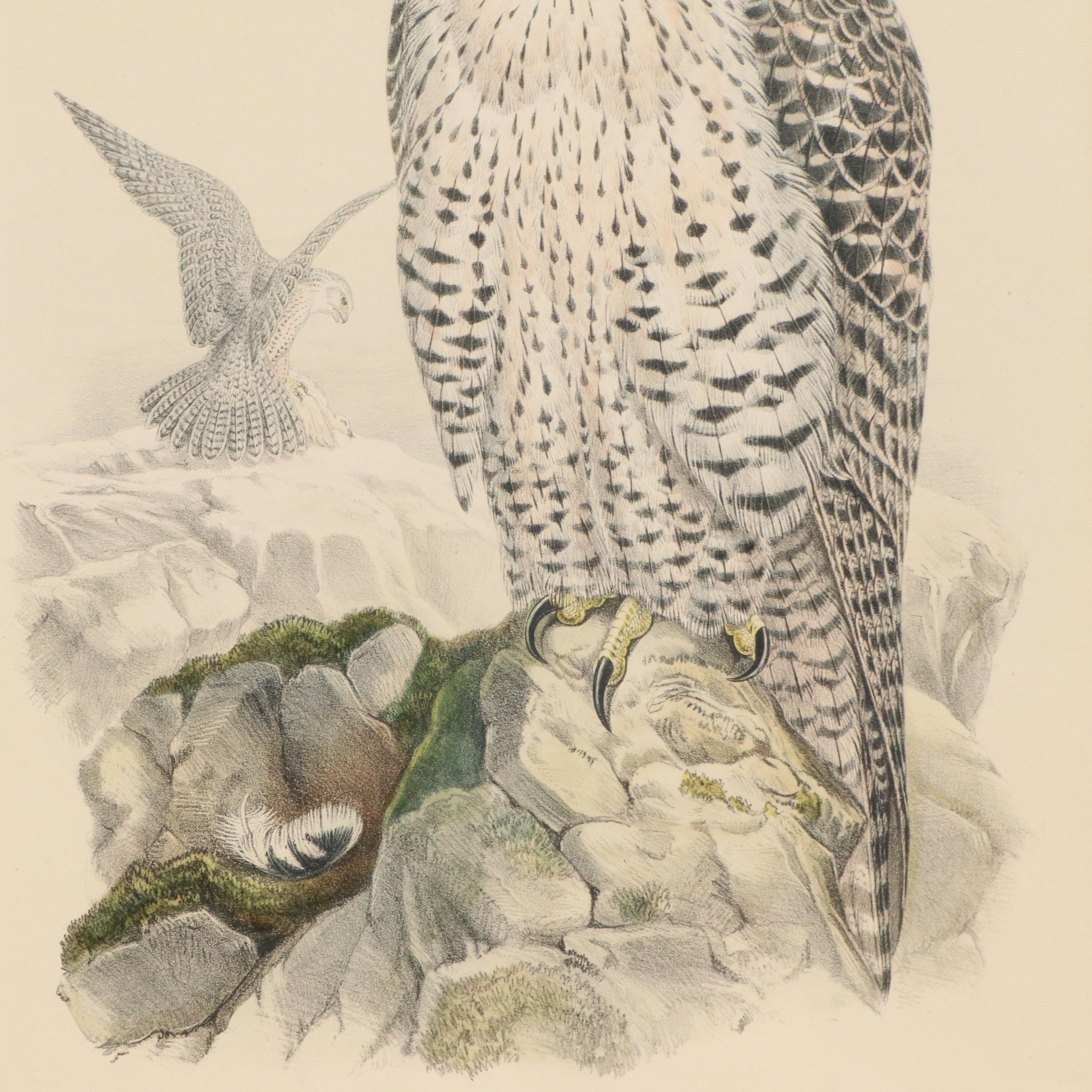 Ornithological Lithograph from John Gould's "The Birds of Great Britain," 19th C
