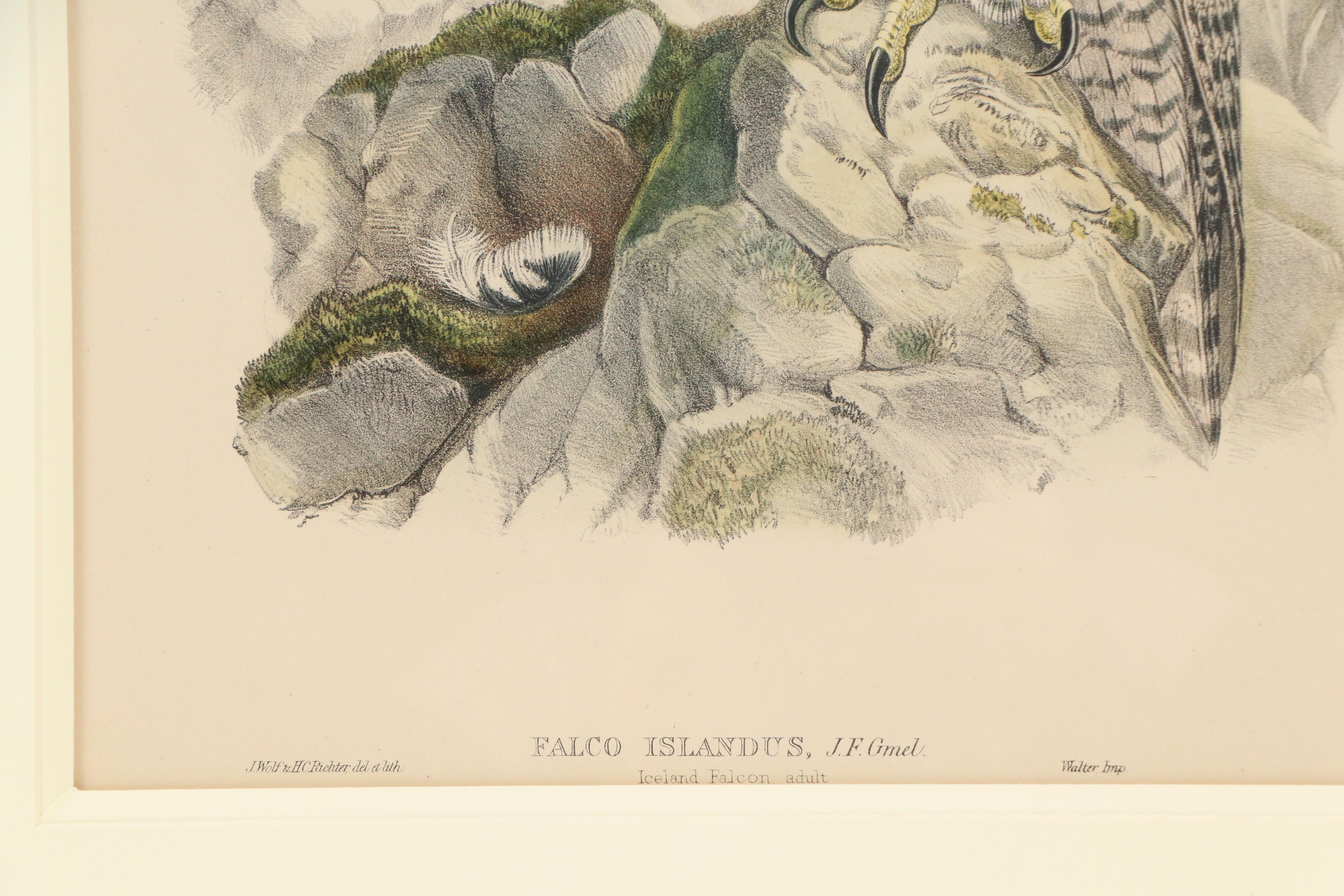 Ornithological Lithograph from John Gould's "The Birds of Great Britain," 19th C