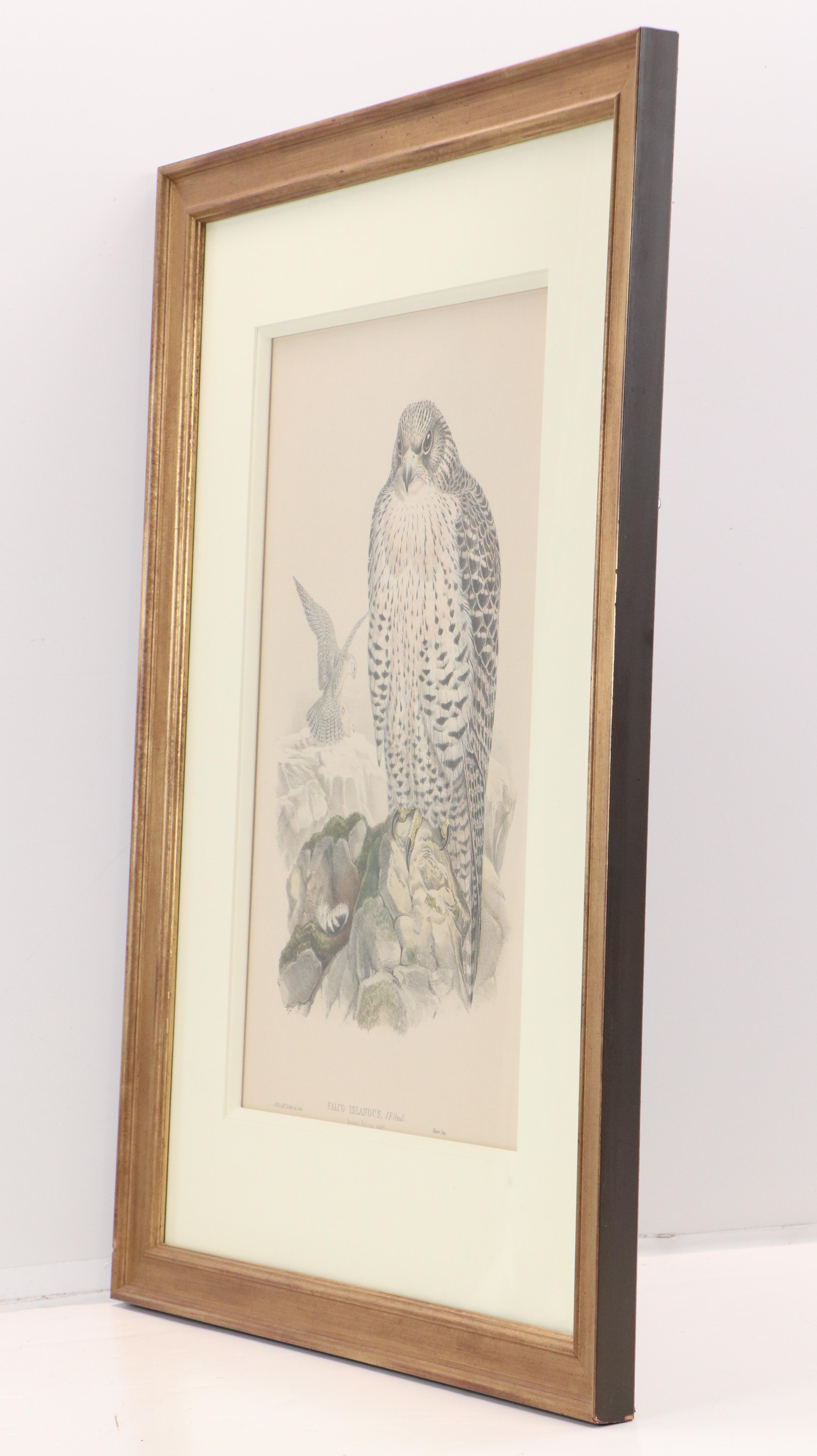Ornithological Lithograph from John Gould's "The Birds of Great Britain," 19th C