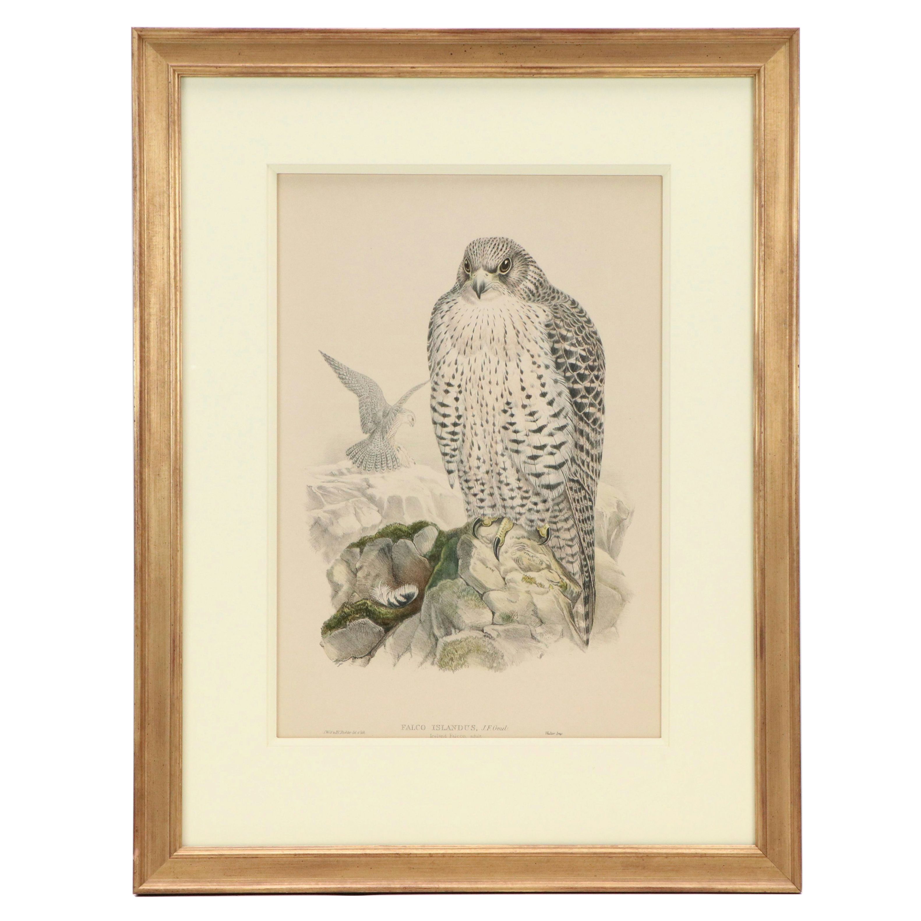 Ornithological Lithograph from John Gould's "The Birds of Great Britain," 19th C