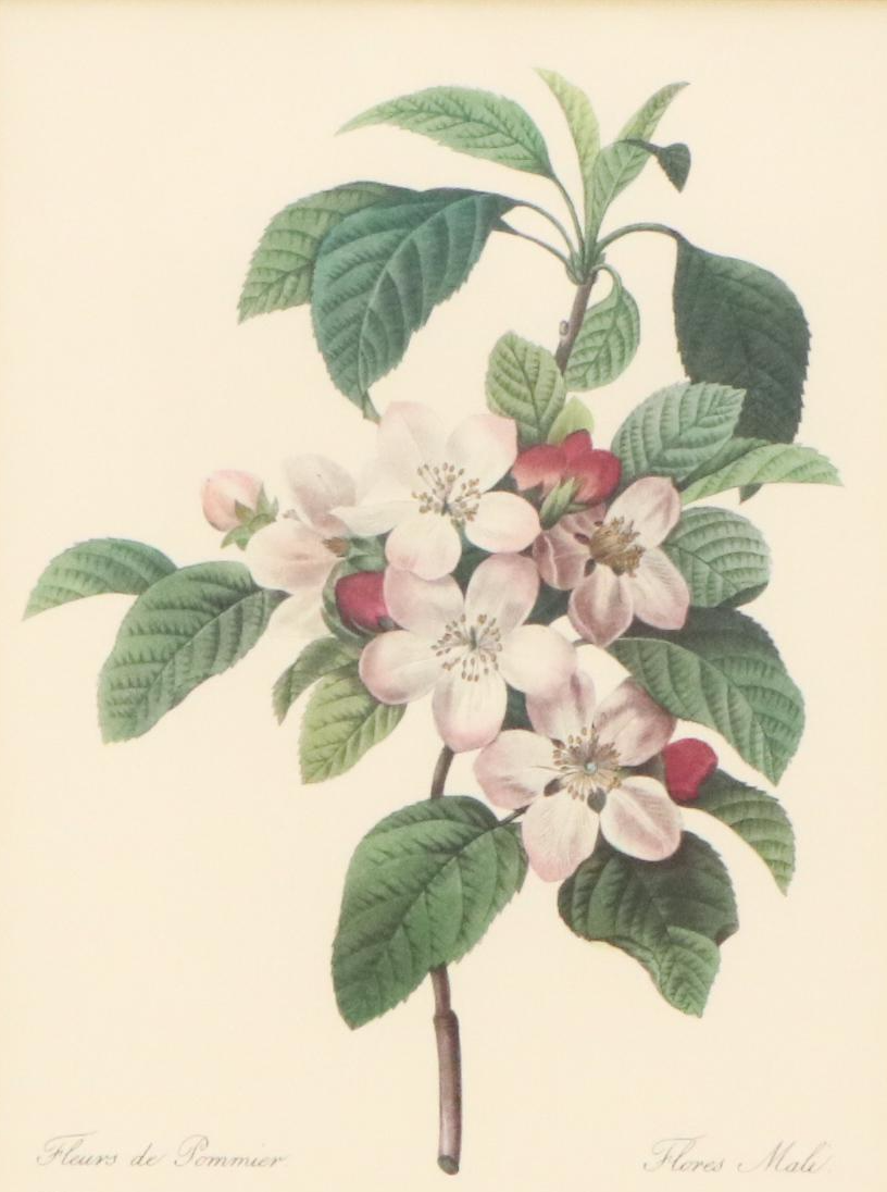 After Pierre Joseph Redouté Set of Four Floral Offset Lithographs