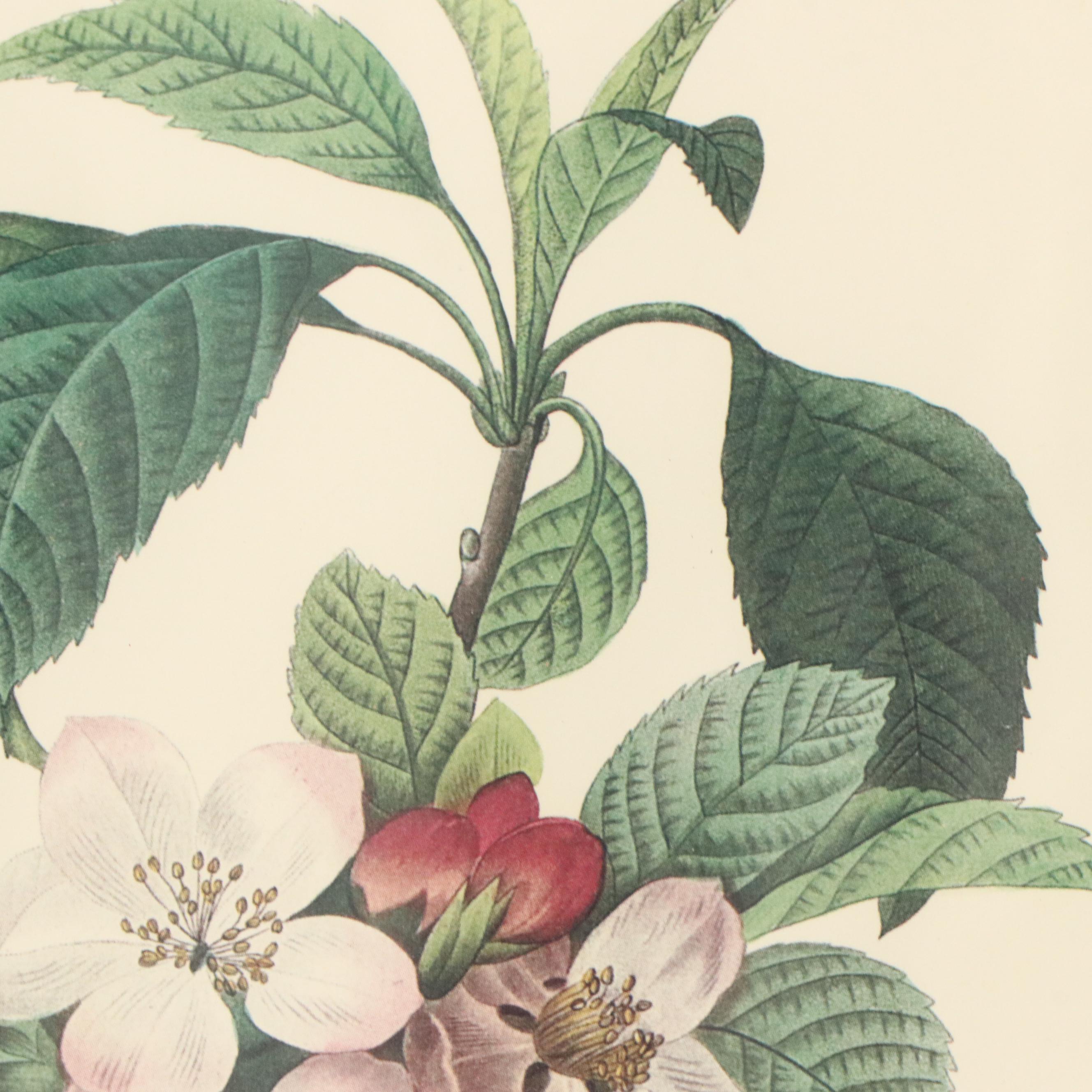 After Pierre Joseph Redouté Set of Four Floral Offset Lithographs