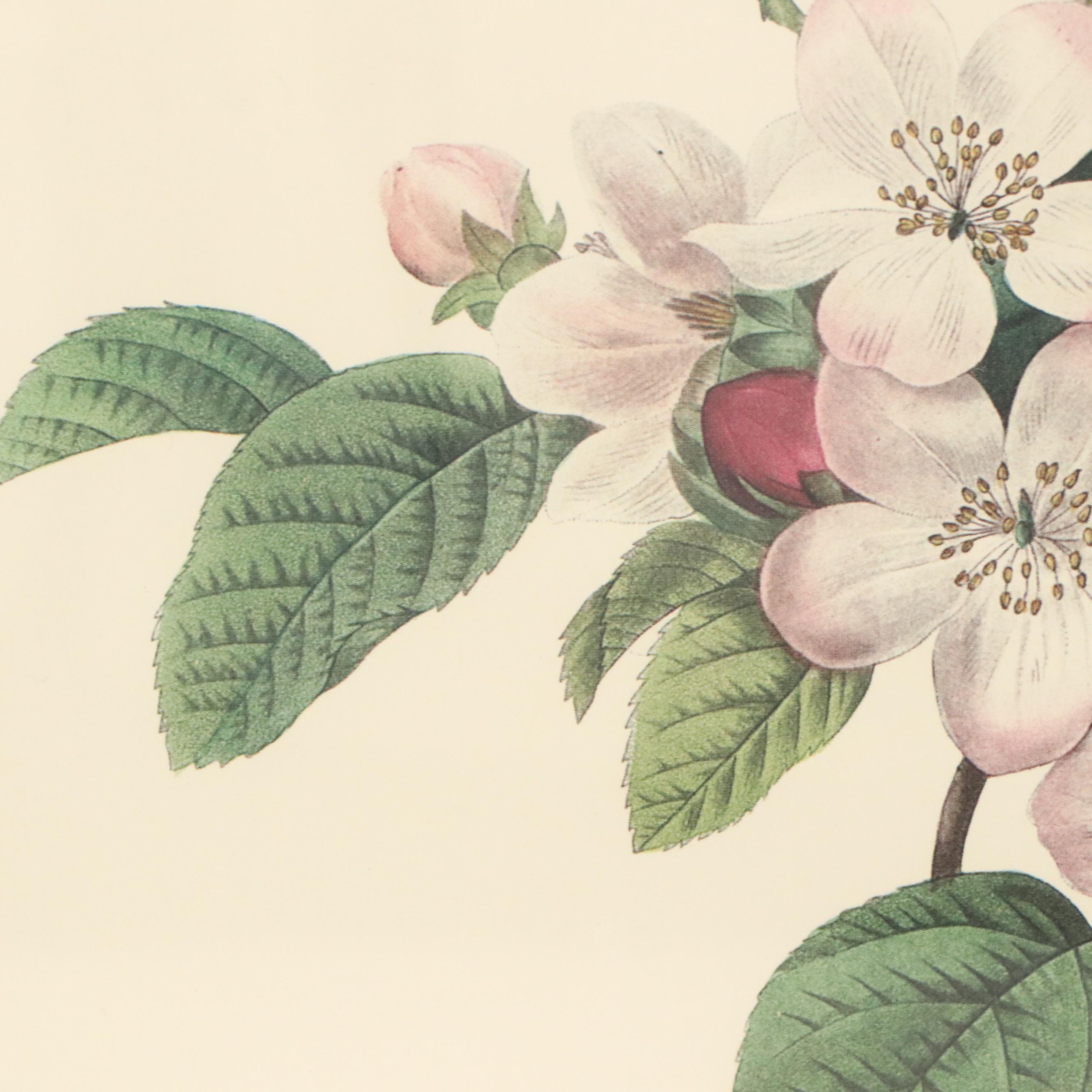 After Pierre Joseph Redouté Set of Four Floral Offset Lithographs