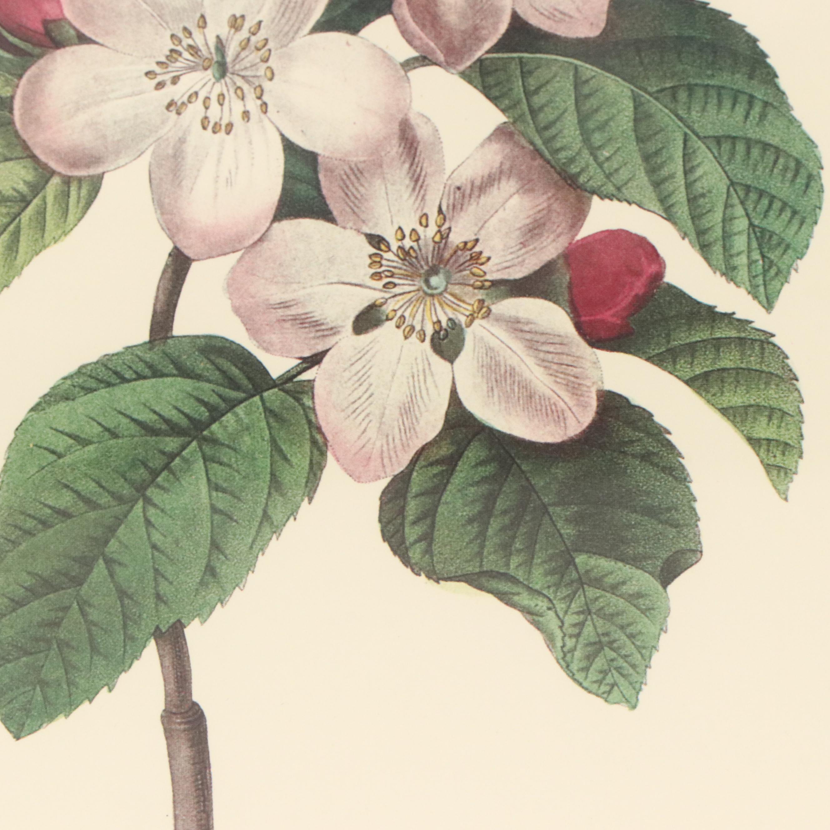 After Pierre Joseph Redouté Set of Four Floral Offset Lithographs