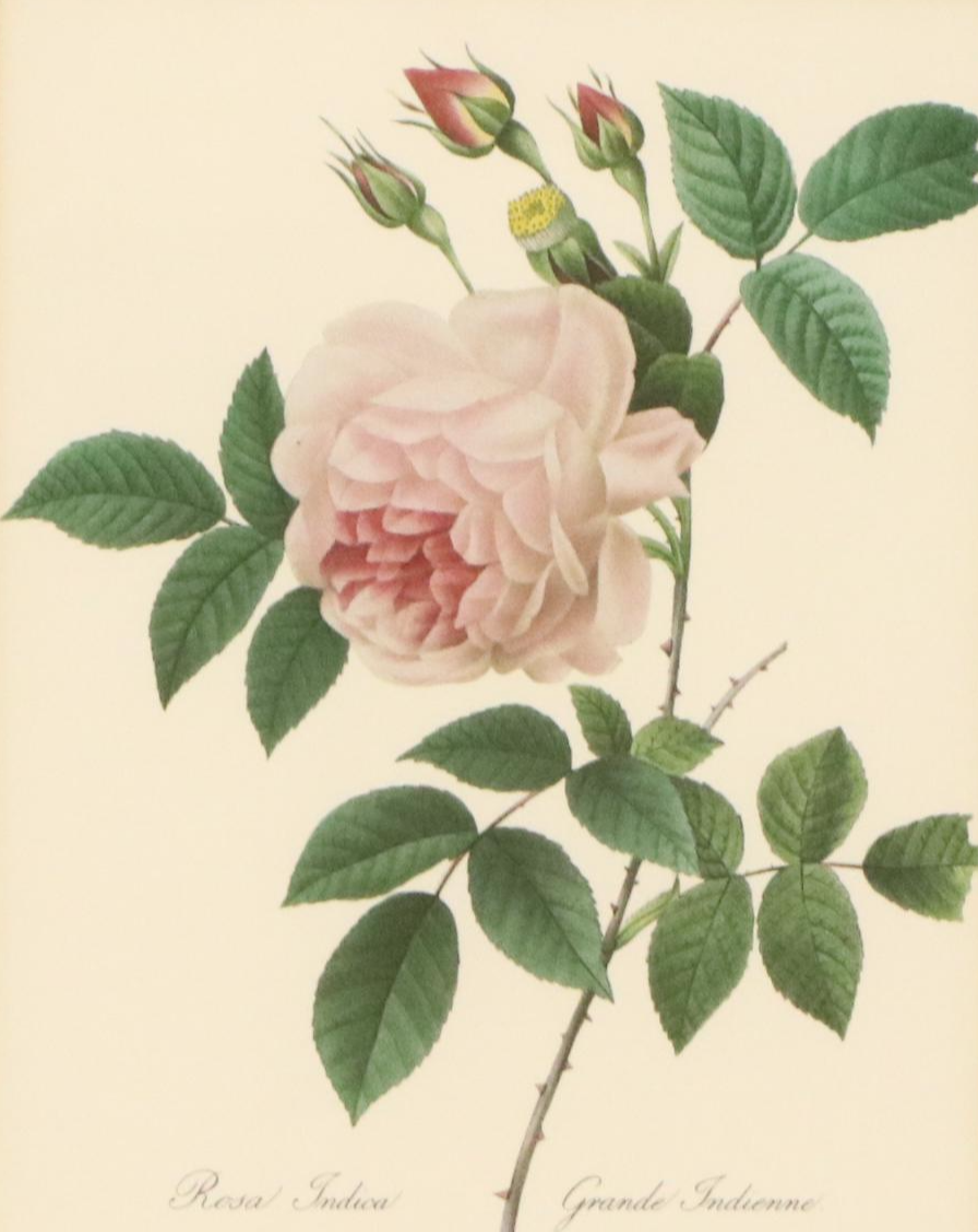 After Pierre Joseph Redouté Set of Four Floral Offset Lithographs