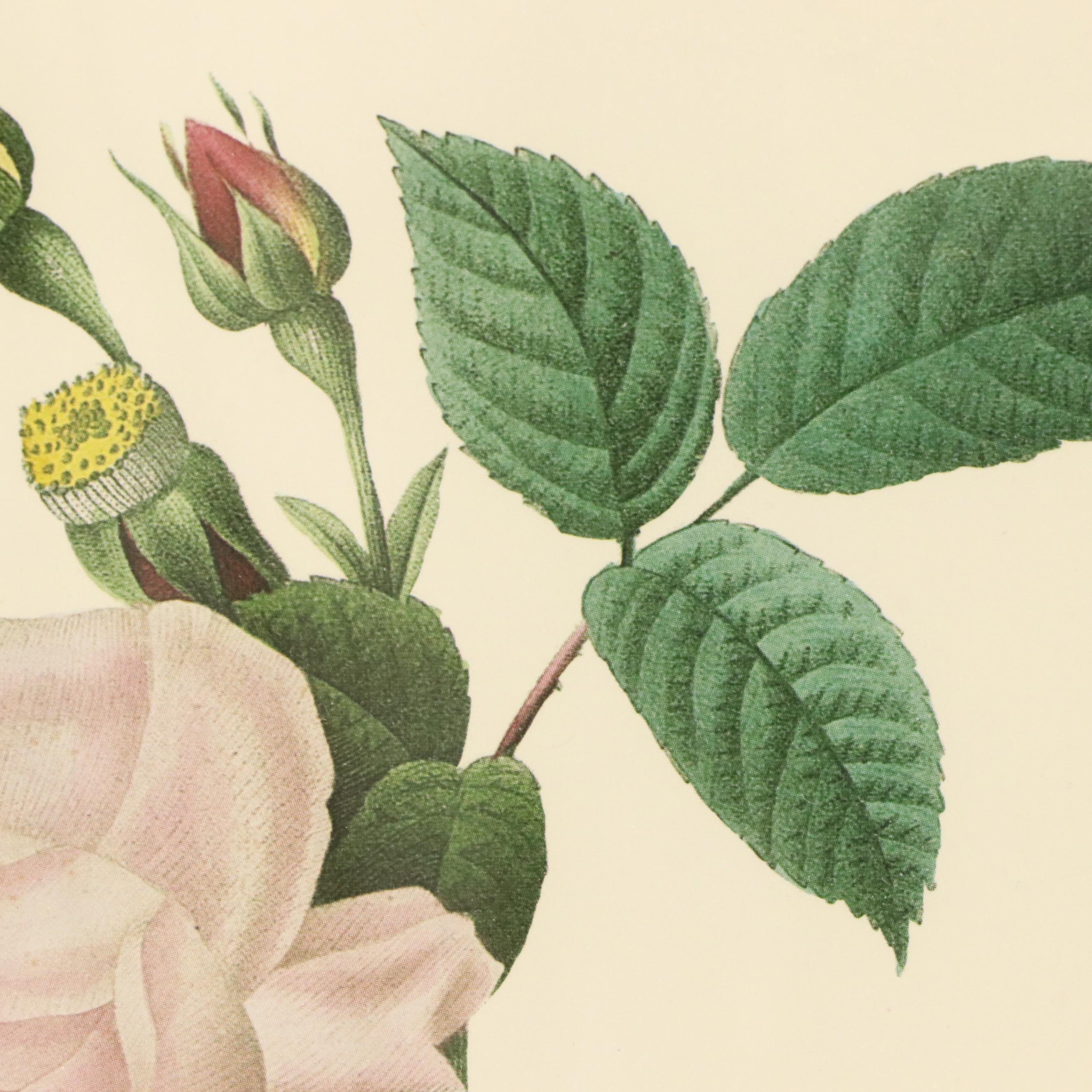 After Pierre Joseph Redouté Set of Four Floral Offset Lithographs