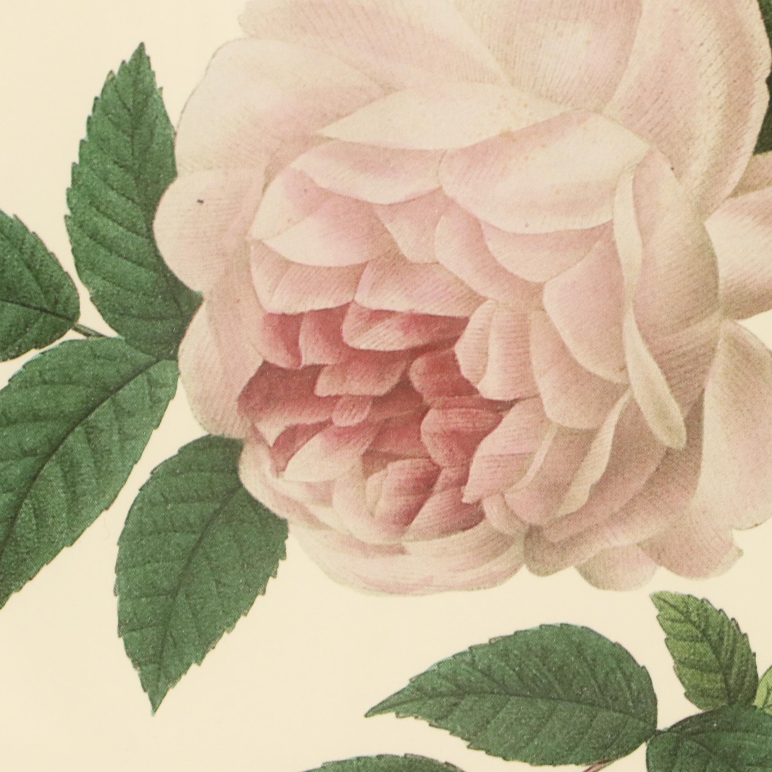 After Pierre Joseph Redouté Set of Four Floral Offset Lithographs