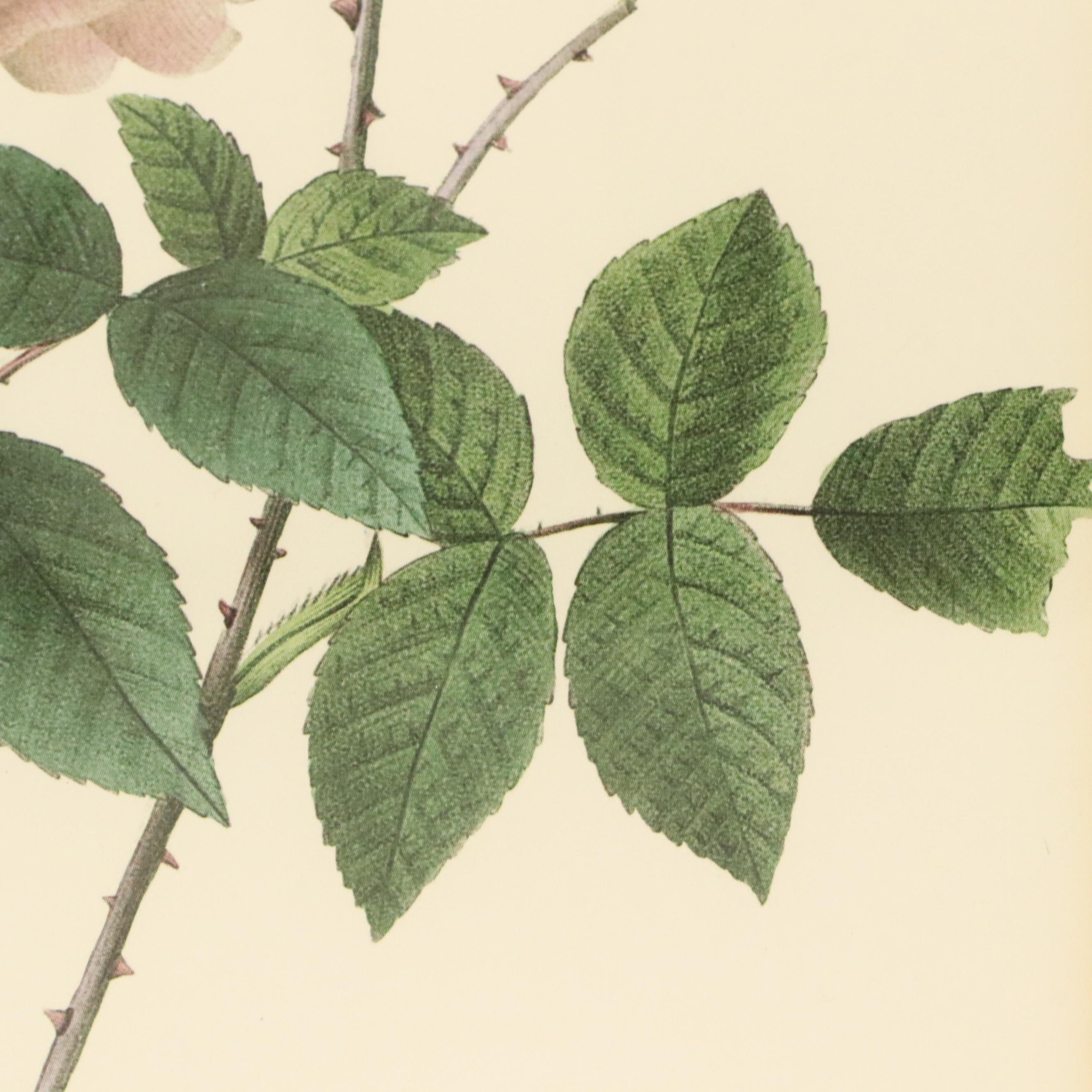 After Pierre Joseph Redouté Set of Four Floral Offset Lithographs